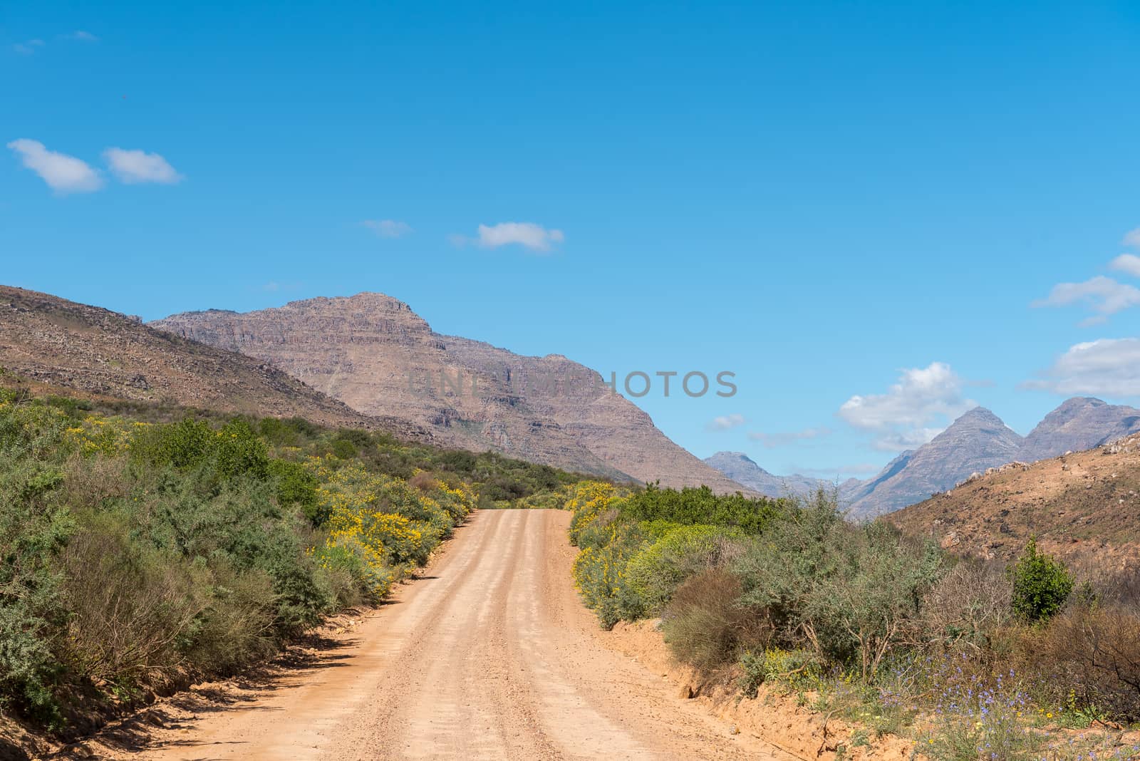 A road landscape at Keurbos in the Cederberg Mountains of the Western Cape Province of South Africa