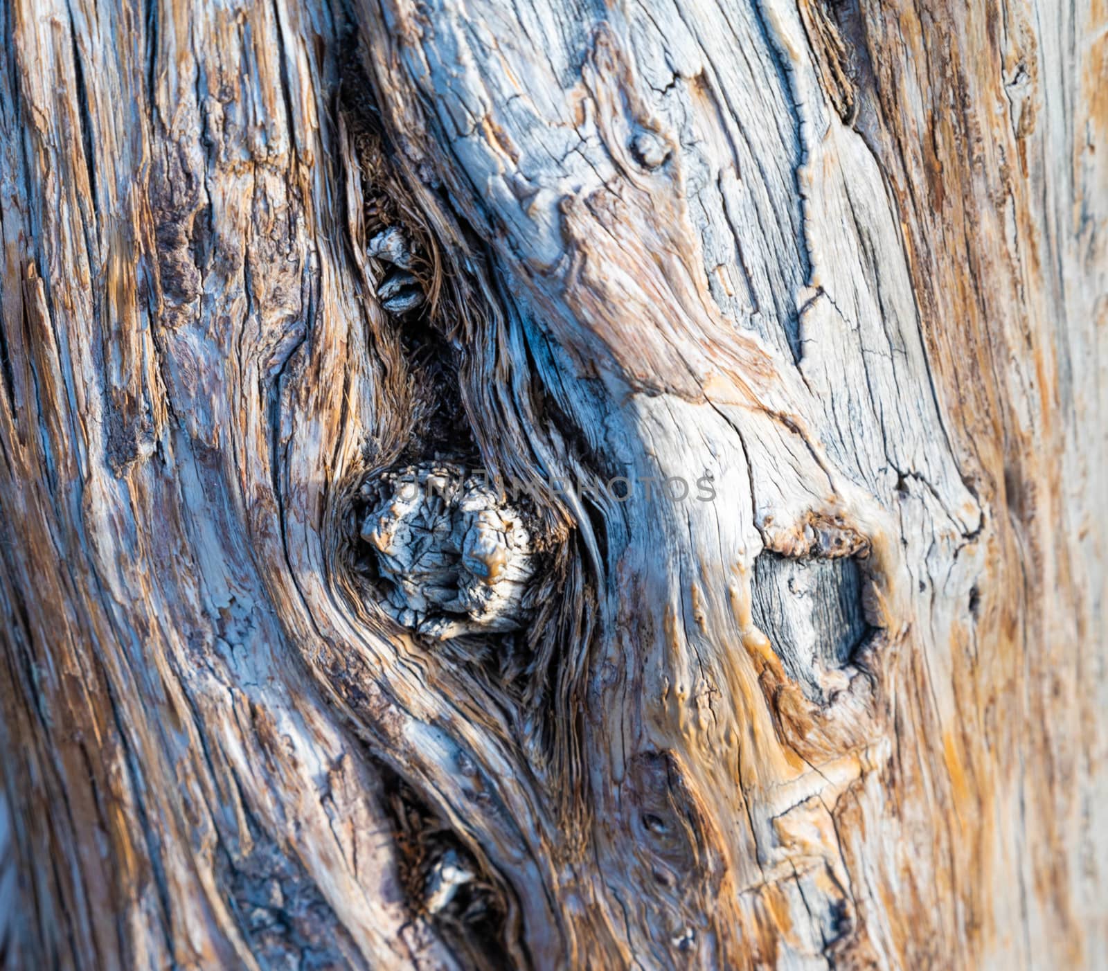 a close view of a woody trunk. wood texture