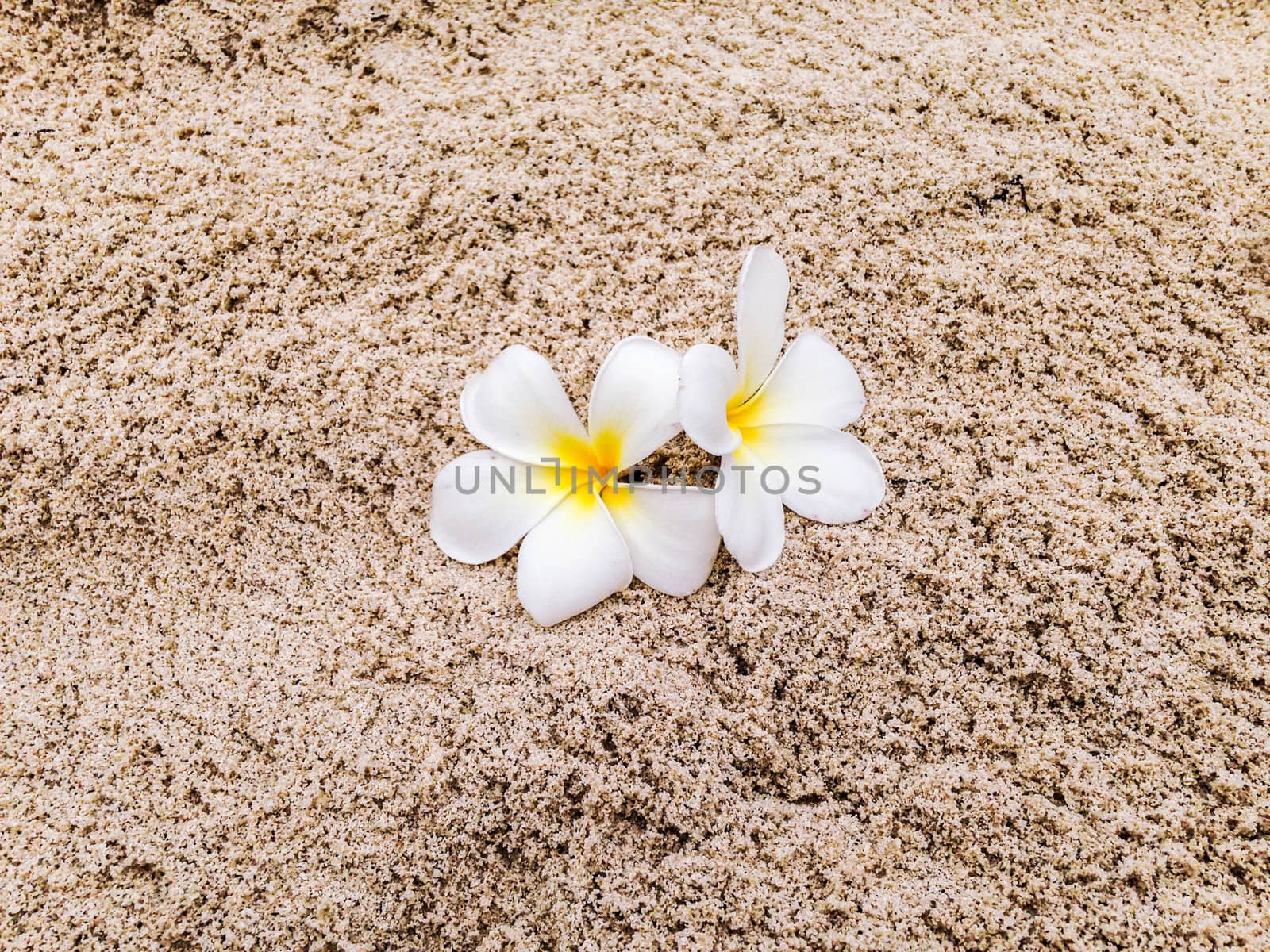 Beautiful white and yellow tiaré flowers over the sand