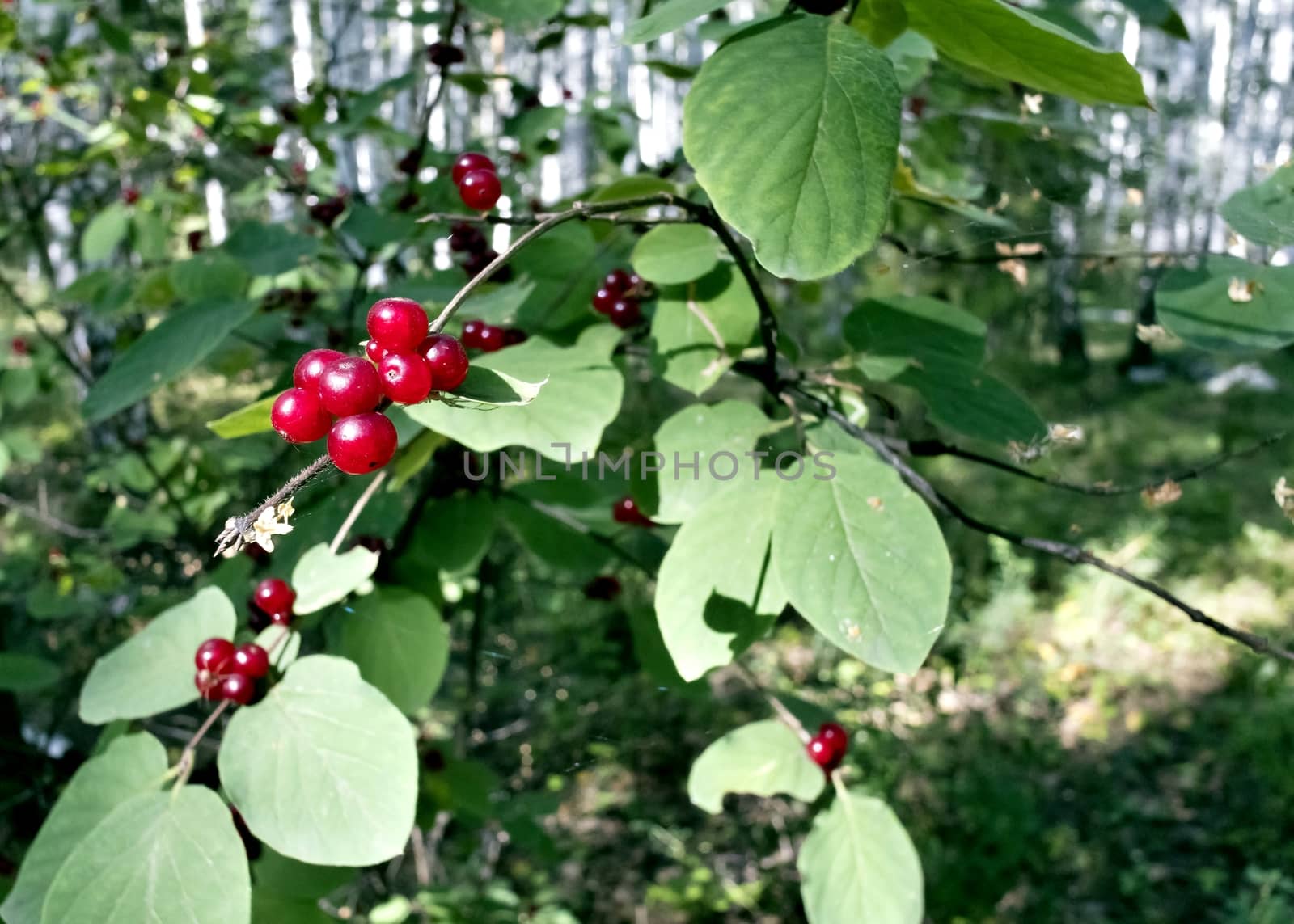 red berries growing on the bushes in the fores