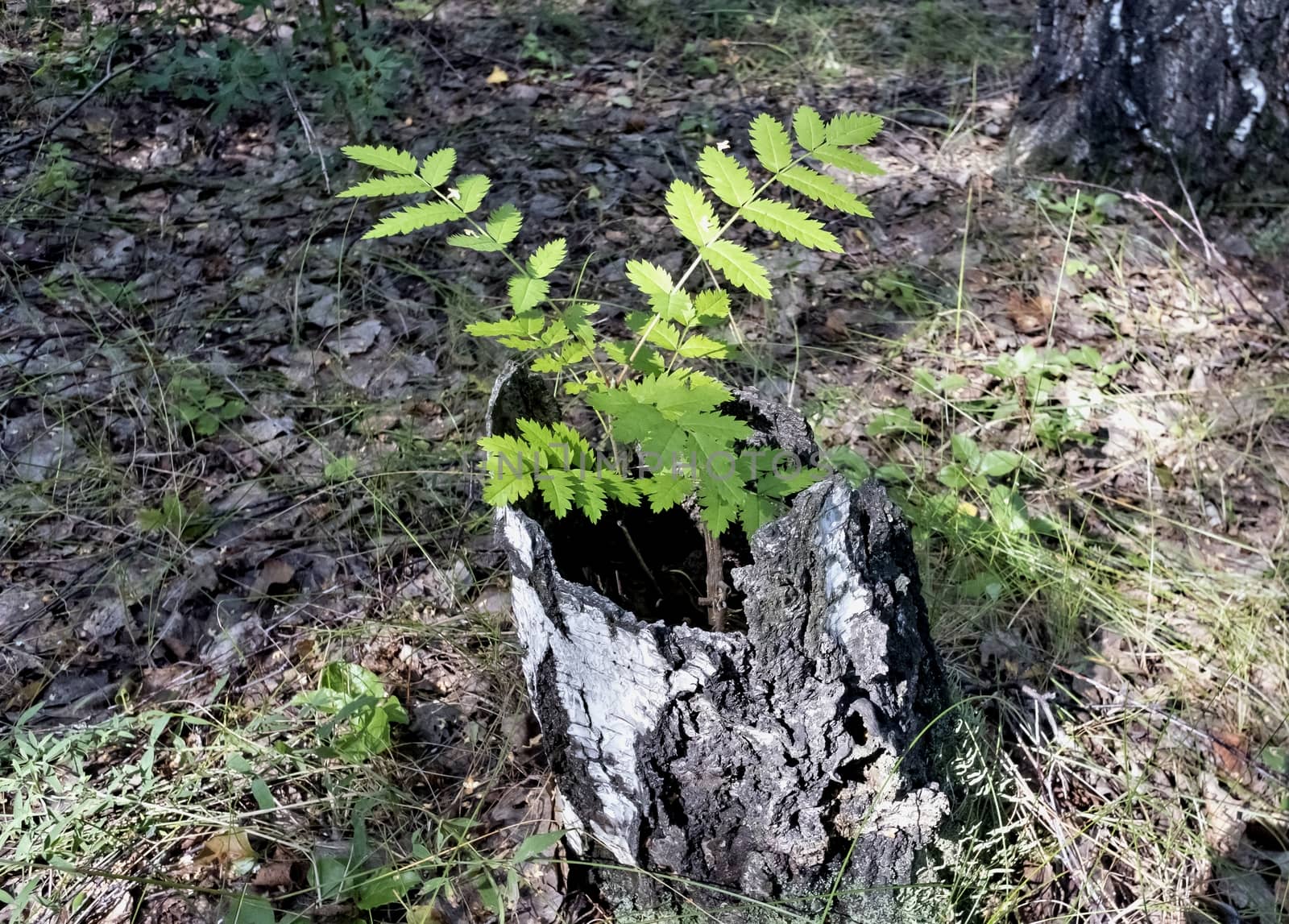 plant grown inside an old stump in the forest