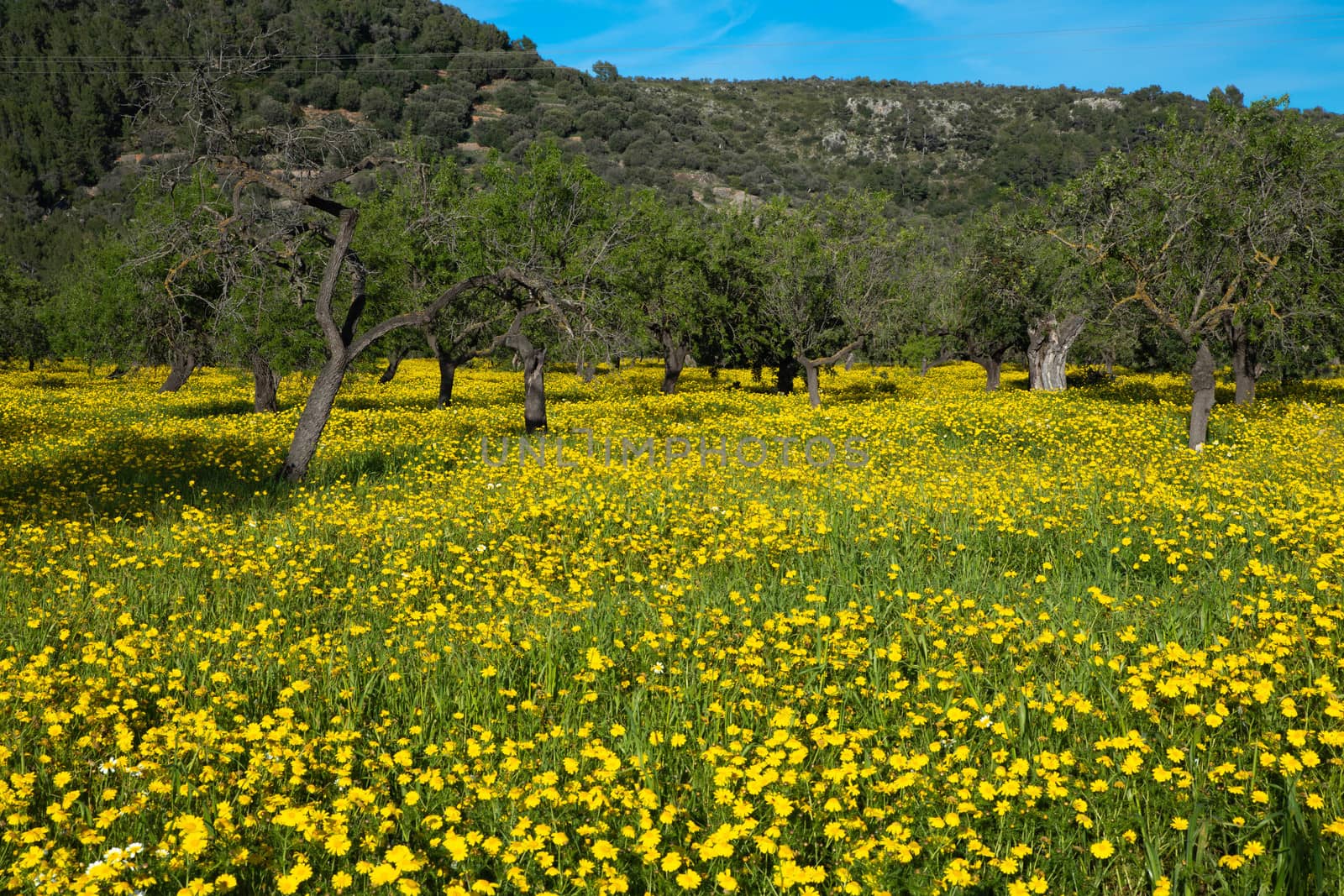 Fields with yellow flowers in the spring by Lordignolo