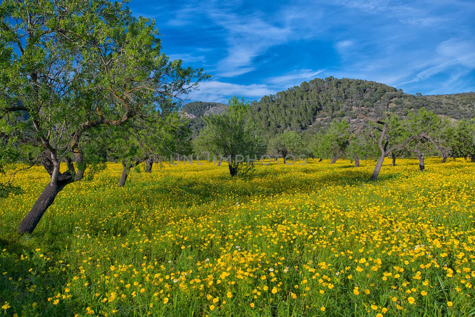 Wonderful view of fileds with yellow flowers in Mallorca