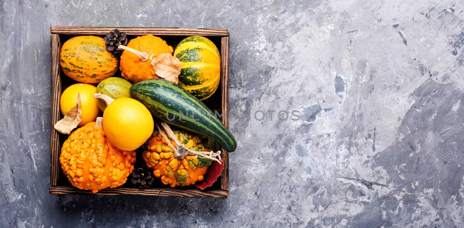 Different varieties of squashes and pumpkins.Autumn harvest