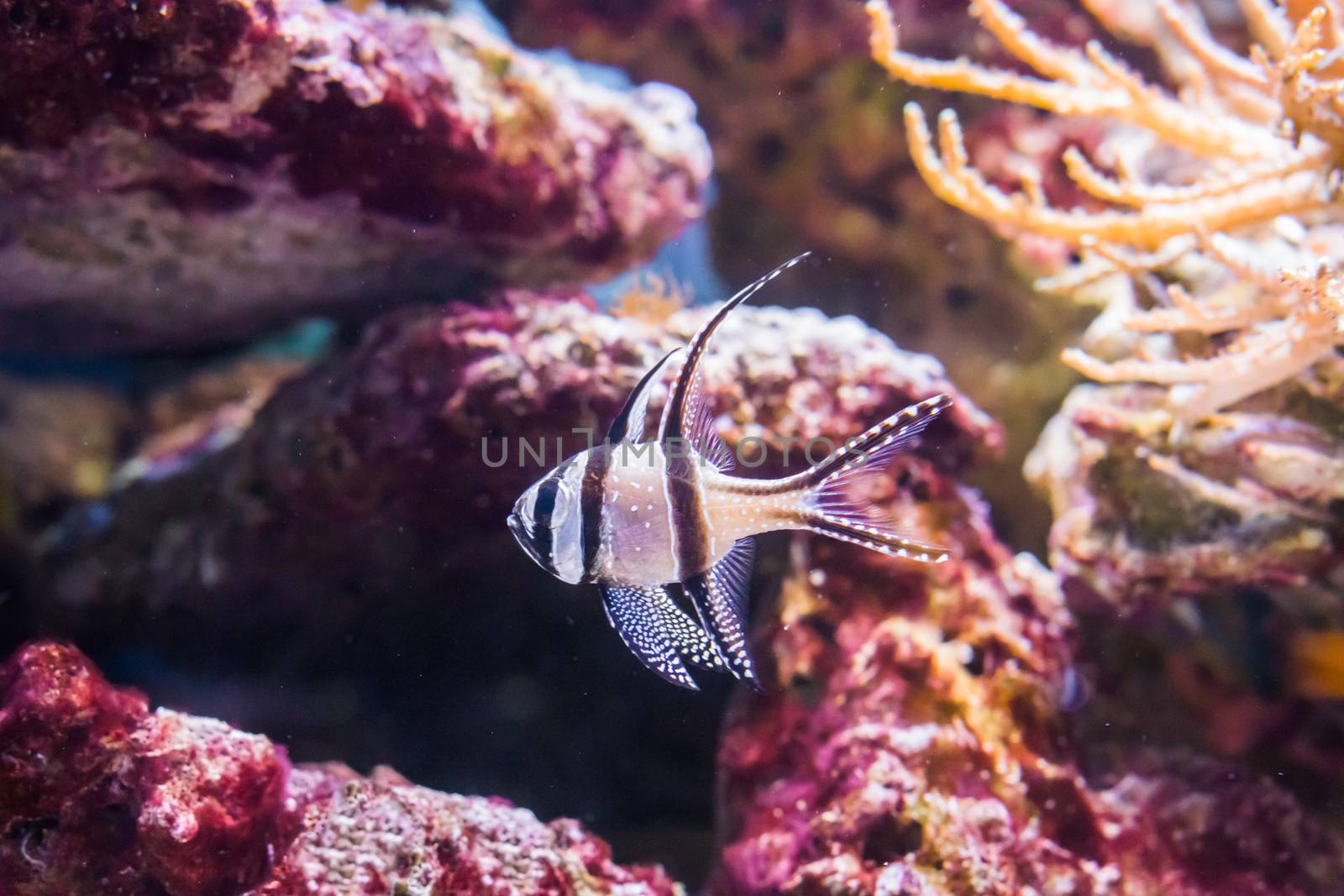 Banggai cardinal fish, a popular aquarium pet that is endangered and only lives in the Banggai islands of Indonesia