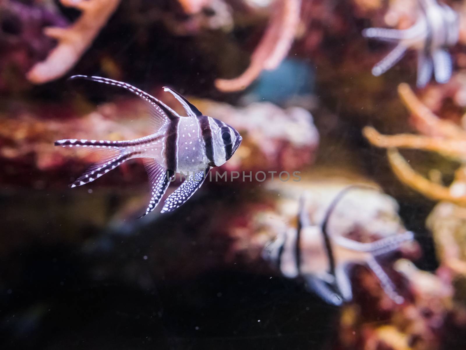 Banggai Cardinal fish, a endangered species that only lives in the banggai islands of Indonesia by charlottebleijenberg