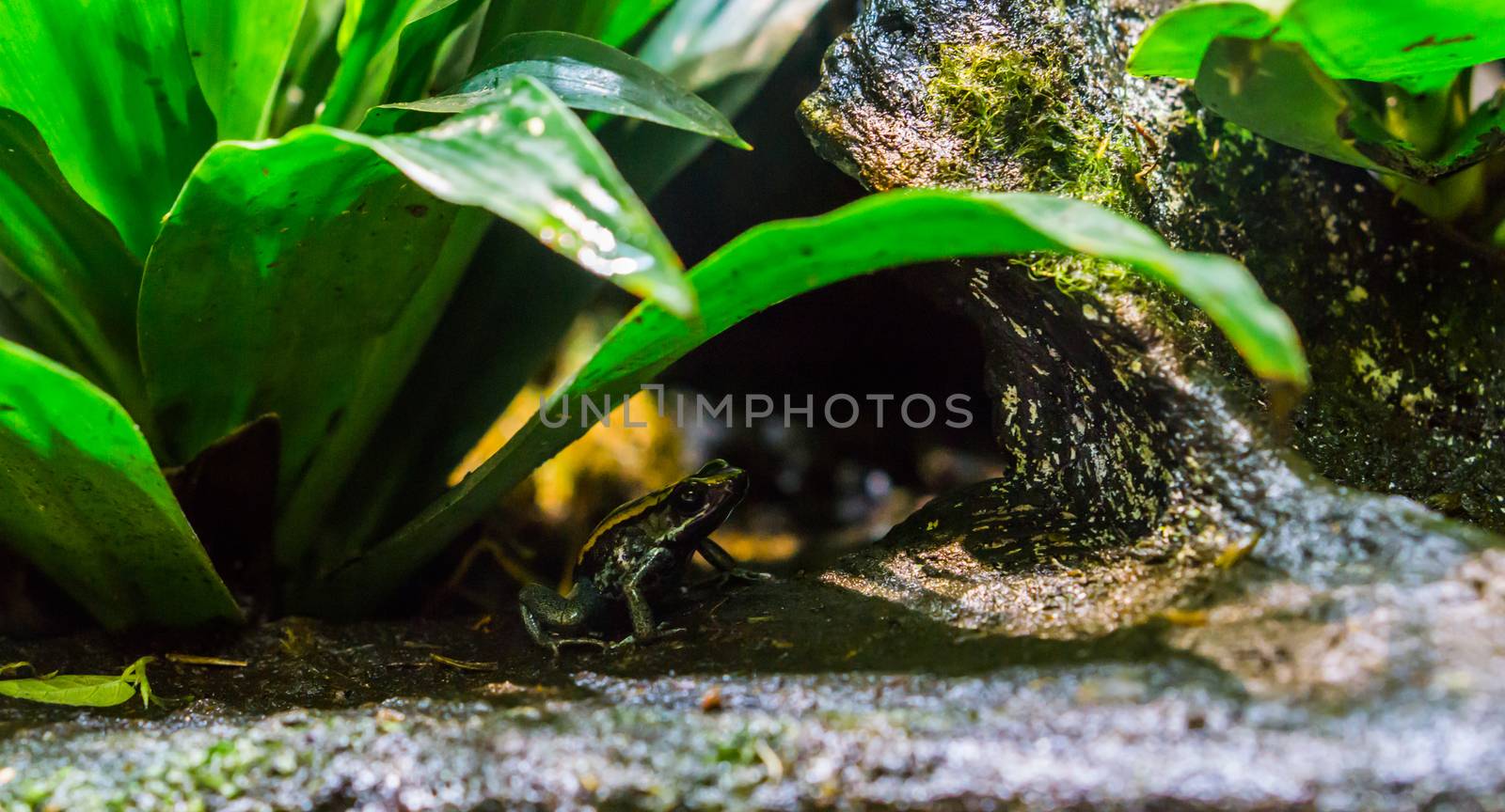 Golfodulcean poison dart frog sitting under a plant, a dangerous and venomous amphibian from Costa Rica