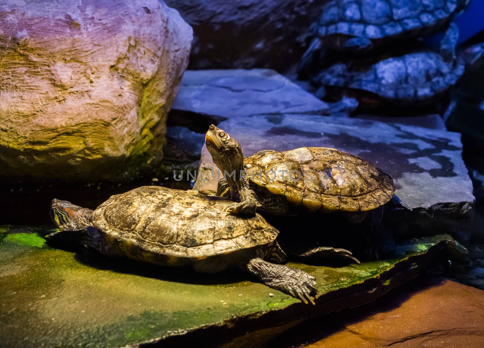 cumberland slider turtle standing on another turtle and looking up with his head, tropical reptiles from America. by charlottebleijenberg