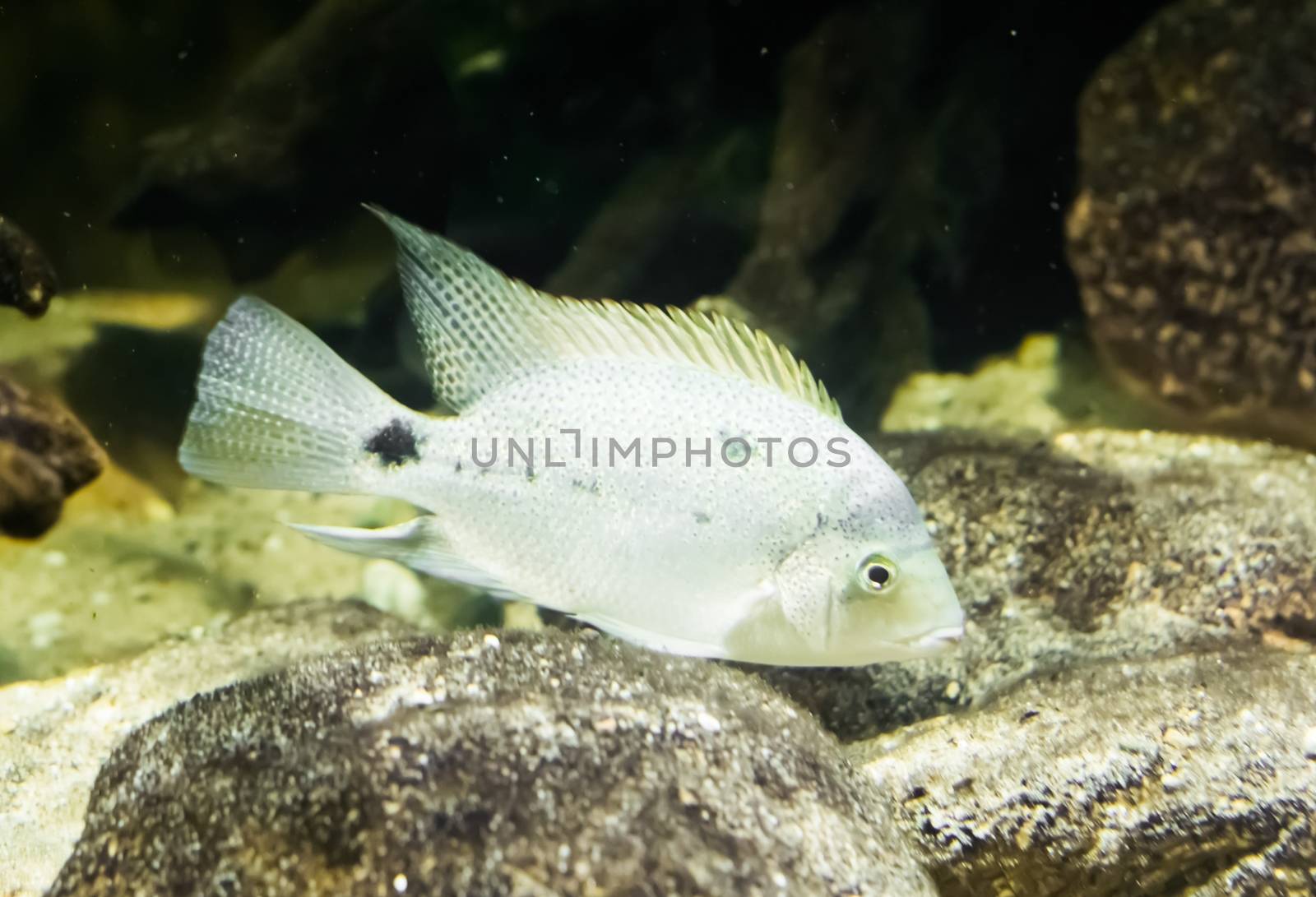 juvenile white cichlid fish in close up, A tropical aquarium pet from the atlantic slope