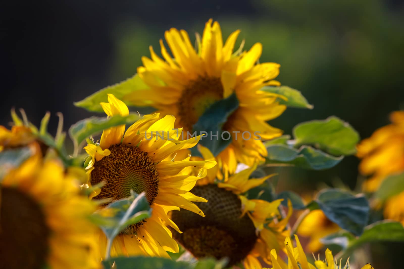 Blooming flowers. Sunflowers on a green grass.  Meadow with sunflowers. Wild flowers. Nature flower. Sunflowers on field. Sunflower is tall plant of the daisy family, with very large golden-rayed flowers.