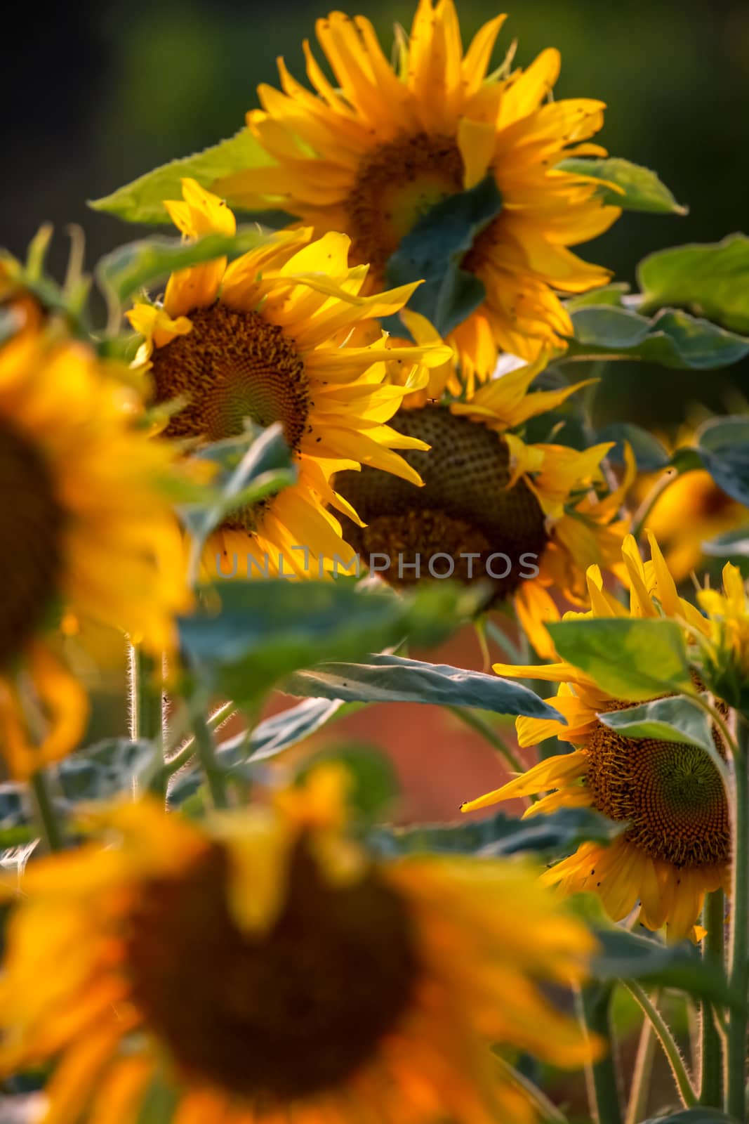 Blooming flowers. Sunflowers on a green grass.  Meadow with sunflowers. Wild flowers. Nature flower. Sunflowers on field. Sunflower is tall plant of the daisy family, with very large golden-rayed flowers.