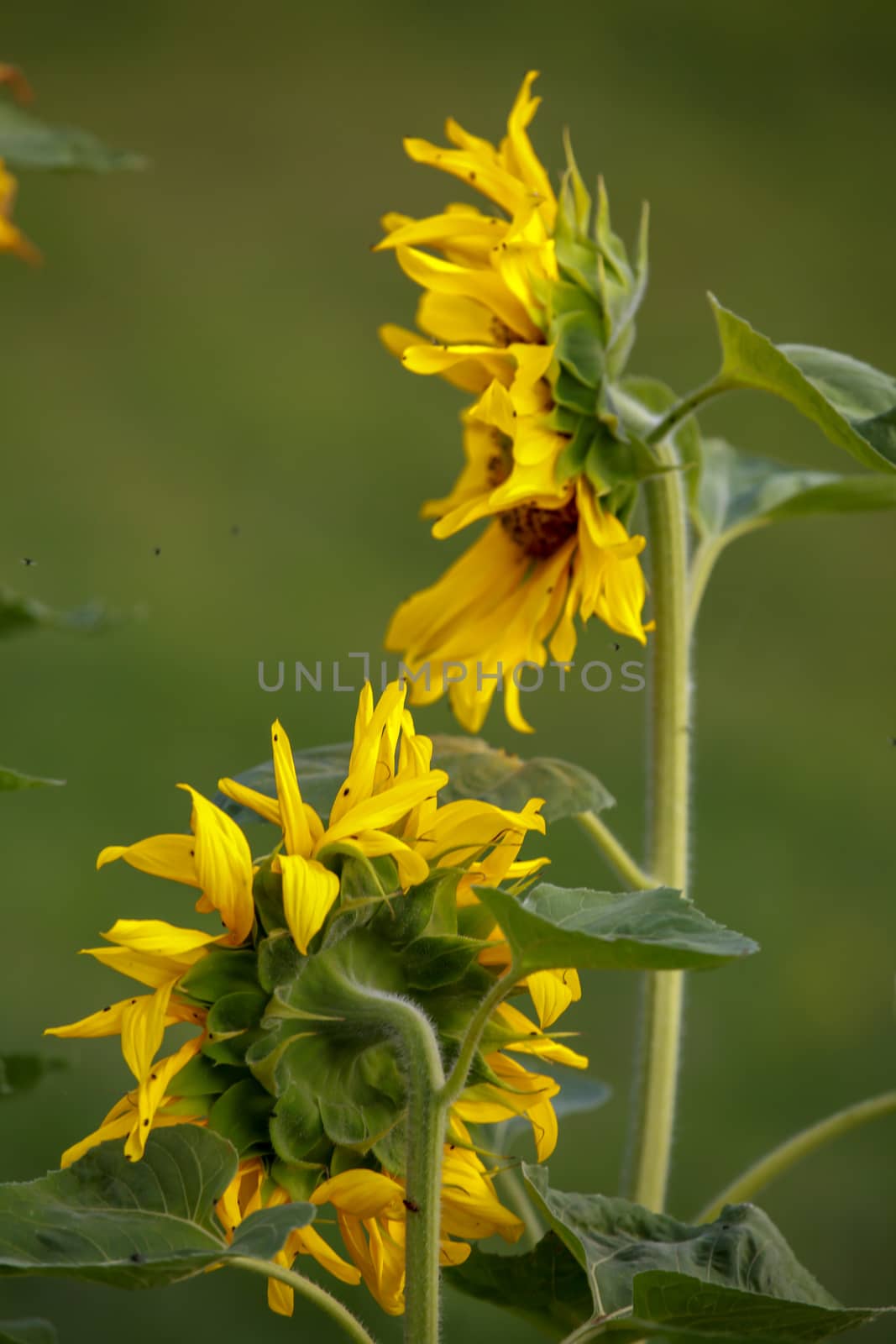 Blooming flowers. Sunflowers on a green grass.  Meadow with sunflowers. Wild flowers. Nature flower. Sunflowers on field. Sunflower is tall plant of the daisy family, with very large golden-rayed flowers.