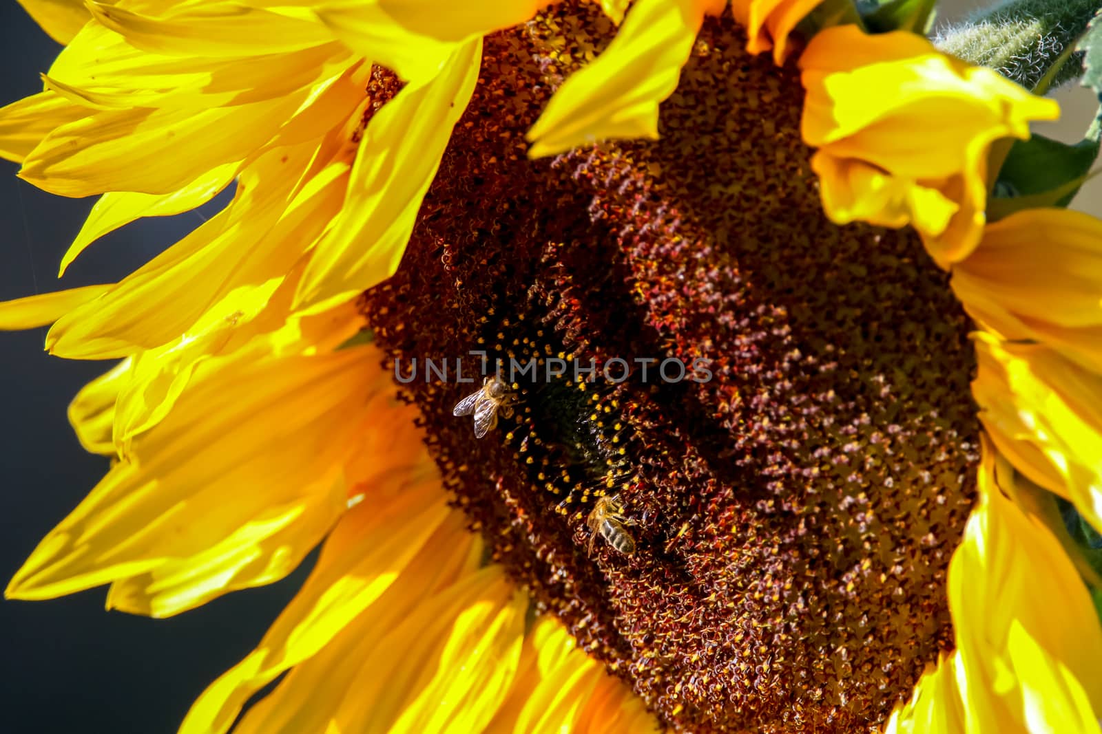 Closeup of sunflower. Twoo bees on sunflower. Sunflower in summer day. Blooming sunflower. Sunflower is tall plant of the daisy family, with very large golden-rayed flowers.

