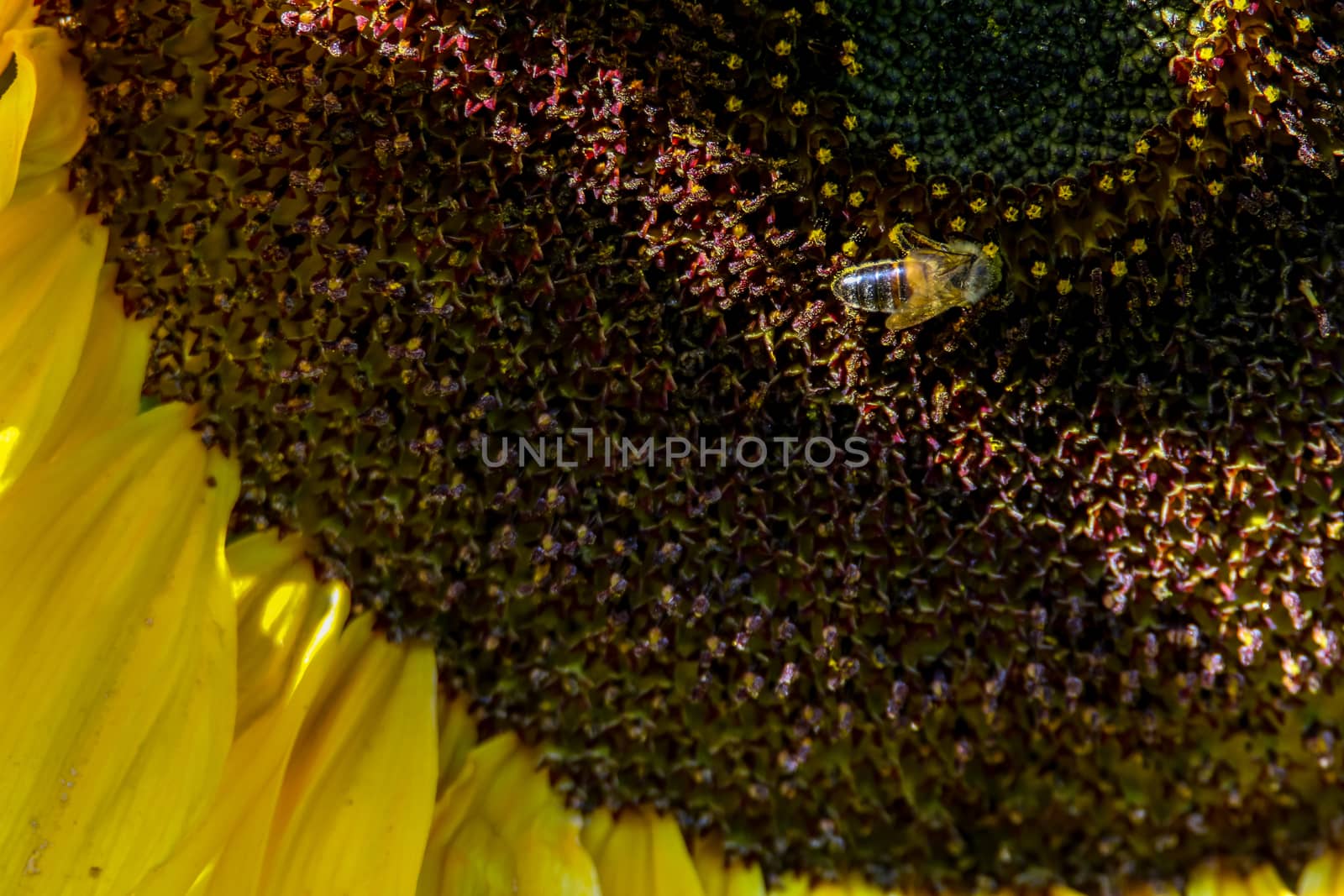Closeup of sunflower. One bee on sunflower. Sunflower in summer day. Macro. Blooming sunflower. Sunflower is tall plant of the daisy family, with very large golden-rayed flowers.

