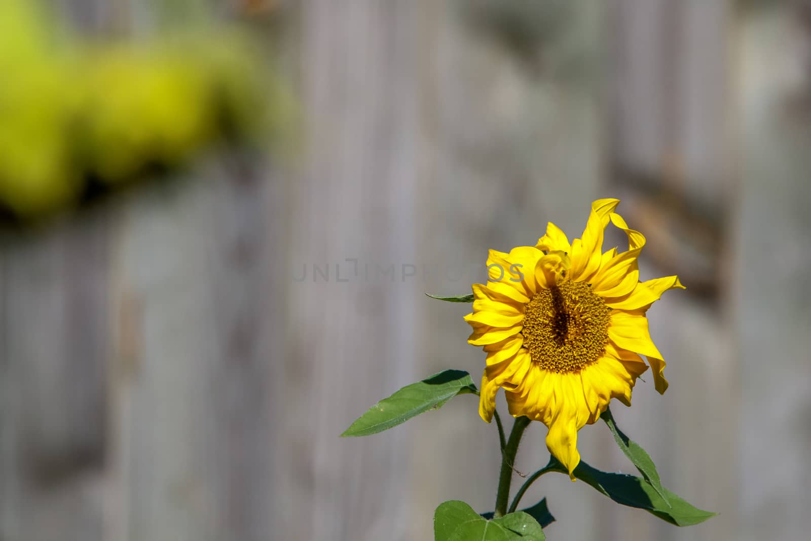 Background with one sunflower. Sunflower in summer day. Blooming sunflower. Sunflower on gray background.