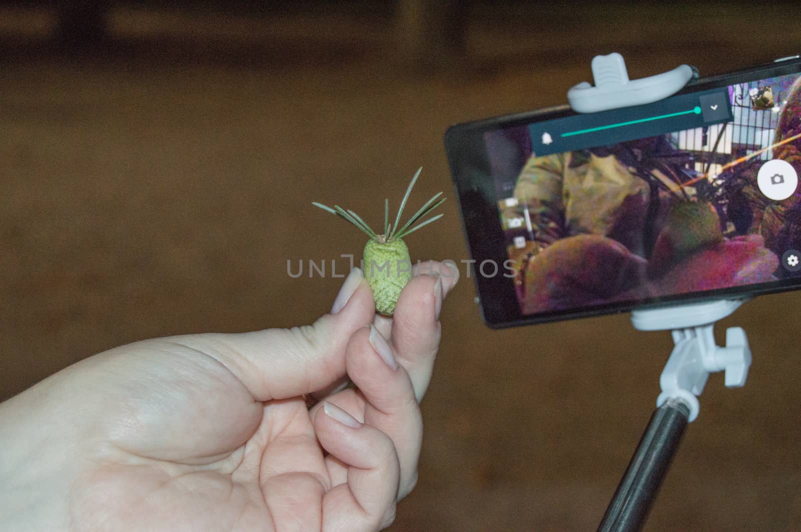 A young woman holds a lump in her hands, shoots it on a mobile phone with a selfie stick, in the evening in the Park for a walk.