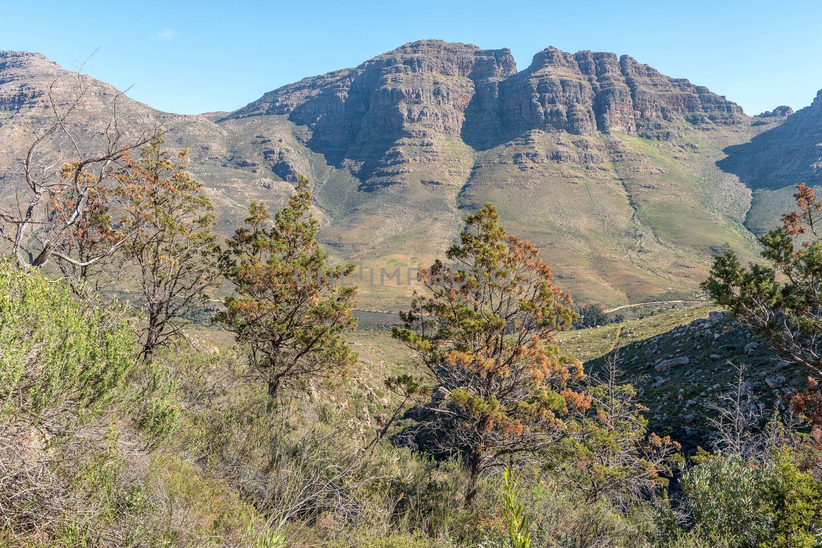 Endangered Clanwilliam ceder trees on trail to the Middelberg Waterfall at Algeria in the Cederberg Mountains. They are endemic to the Cederberg