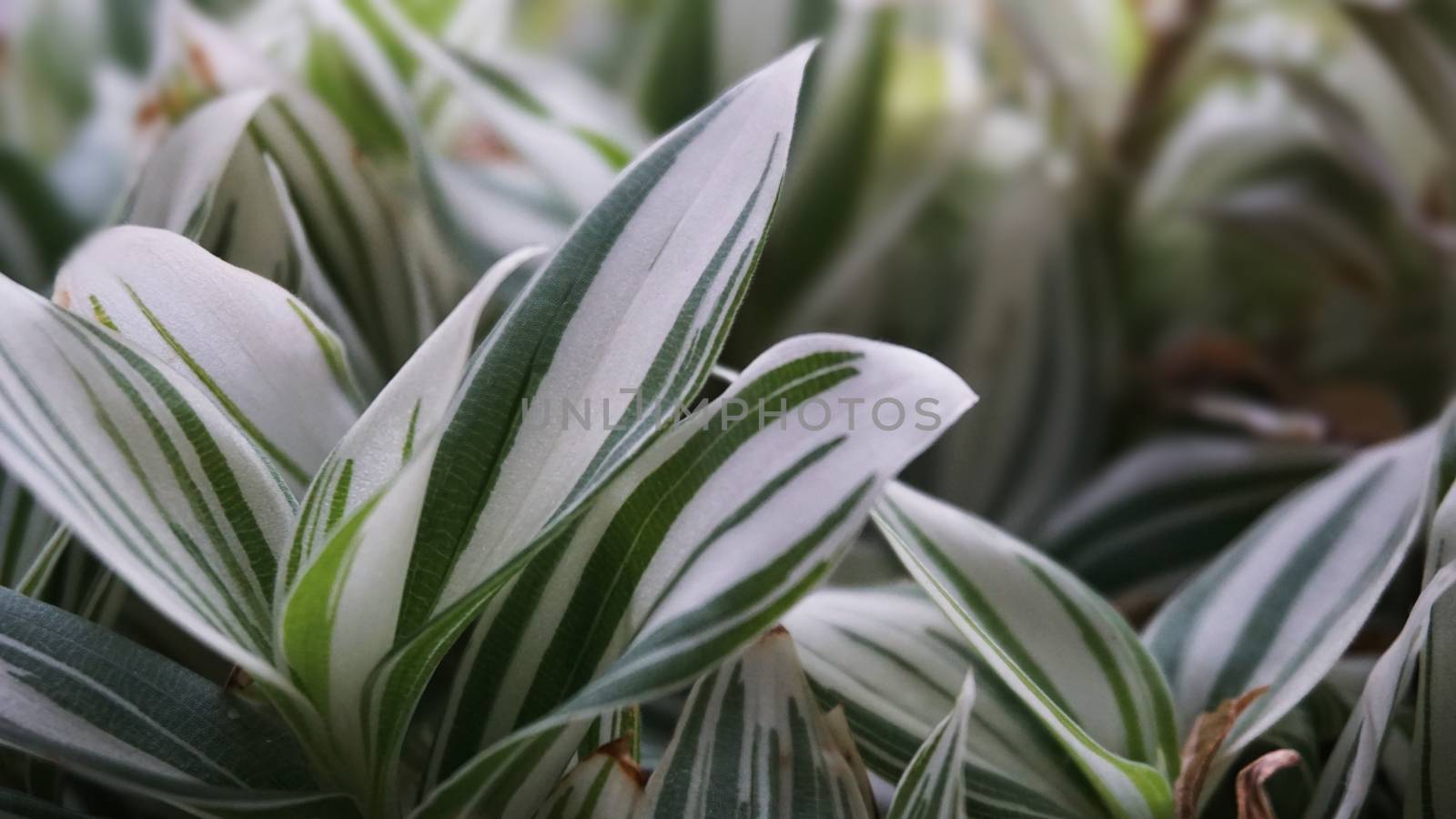 Green leaves of plant growing - leaves of indoor plants by natali_brill