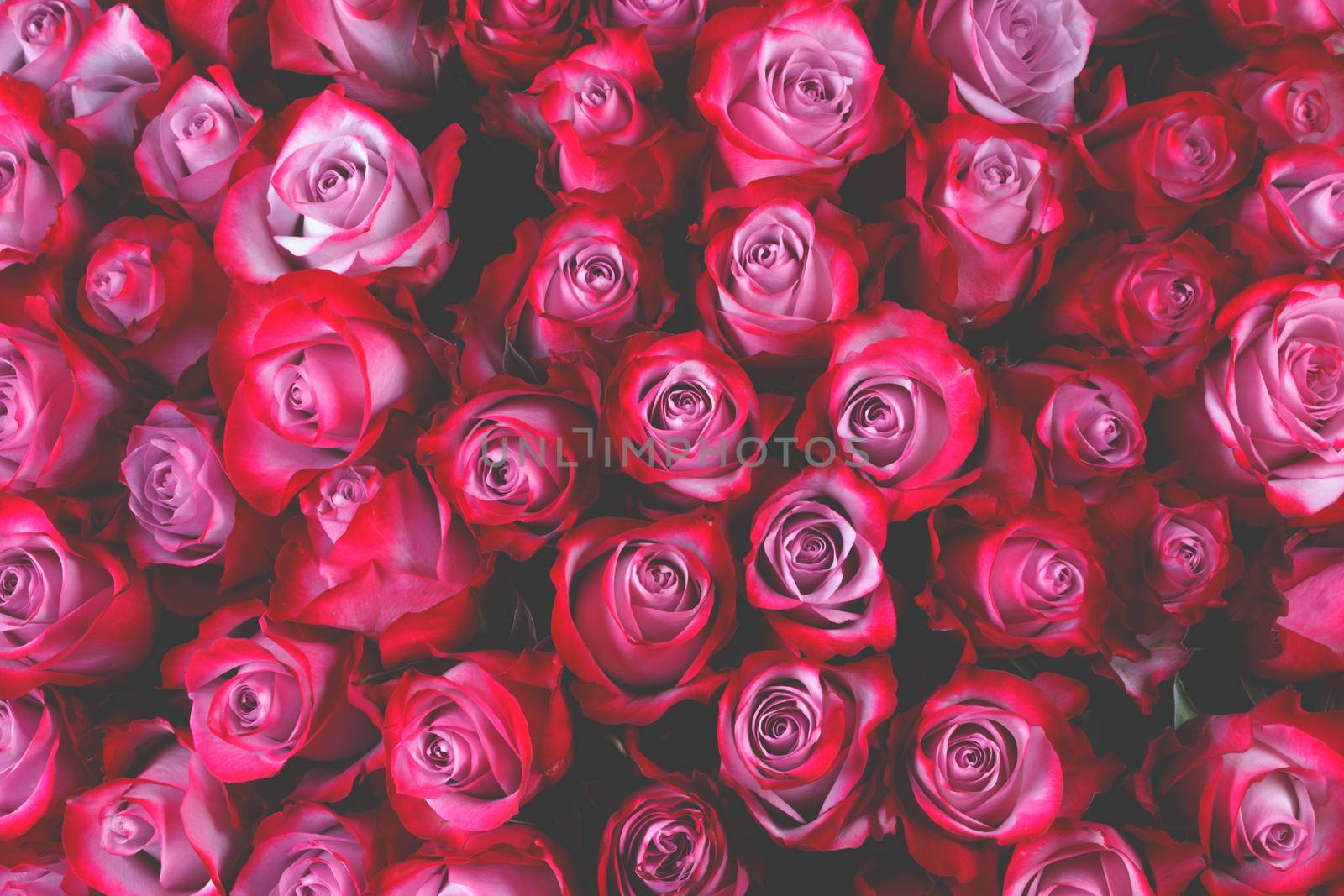 Beautiful valentine day pink rose flowers background