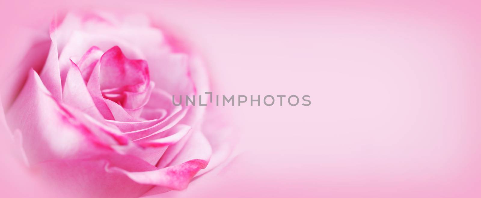 Beautiful valentine day pink rose flower background with copy space for text