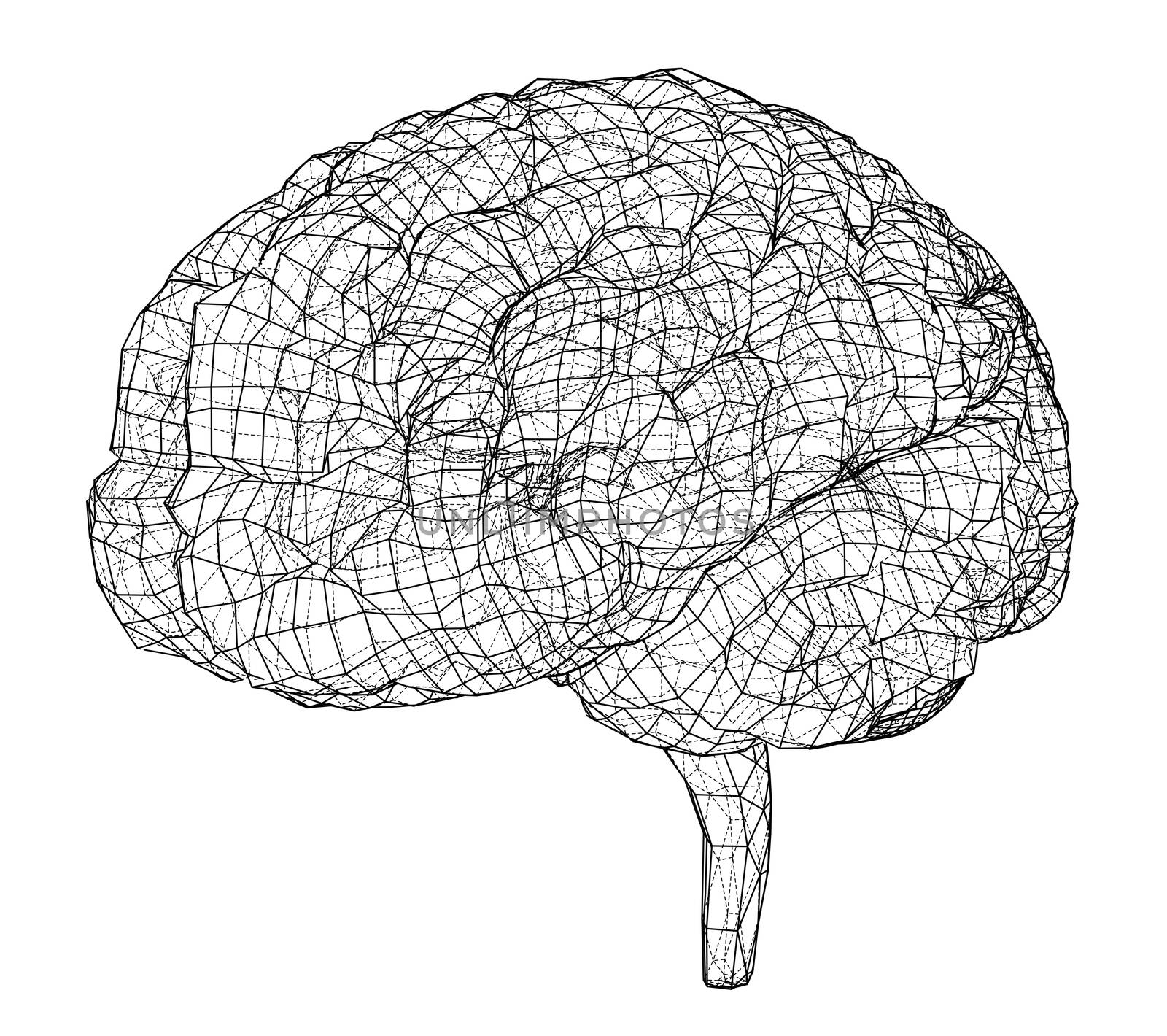 3D outline brain. Wire-frame style. 3d illustration