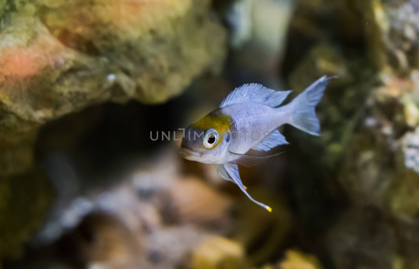 silver juvenile fish with color on his head, probably red cap cichlid. by charlottebleijenberg