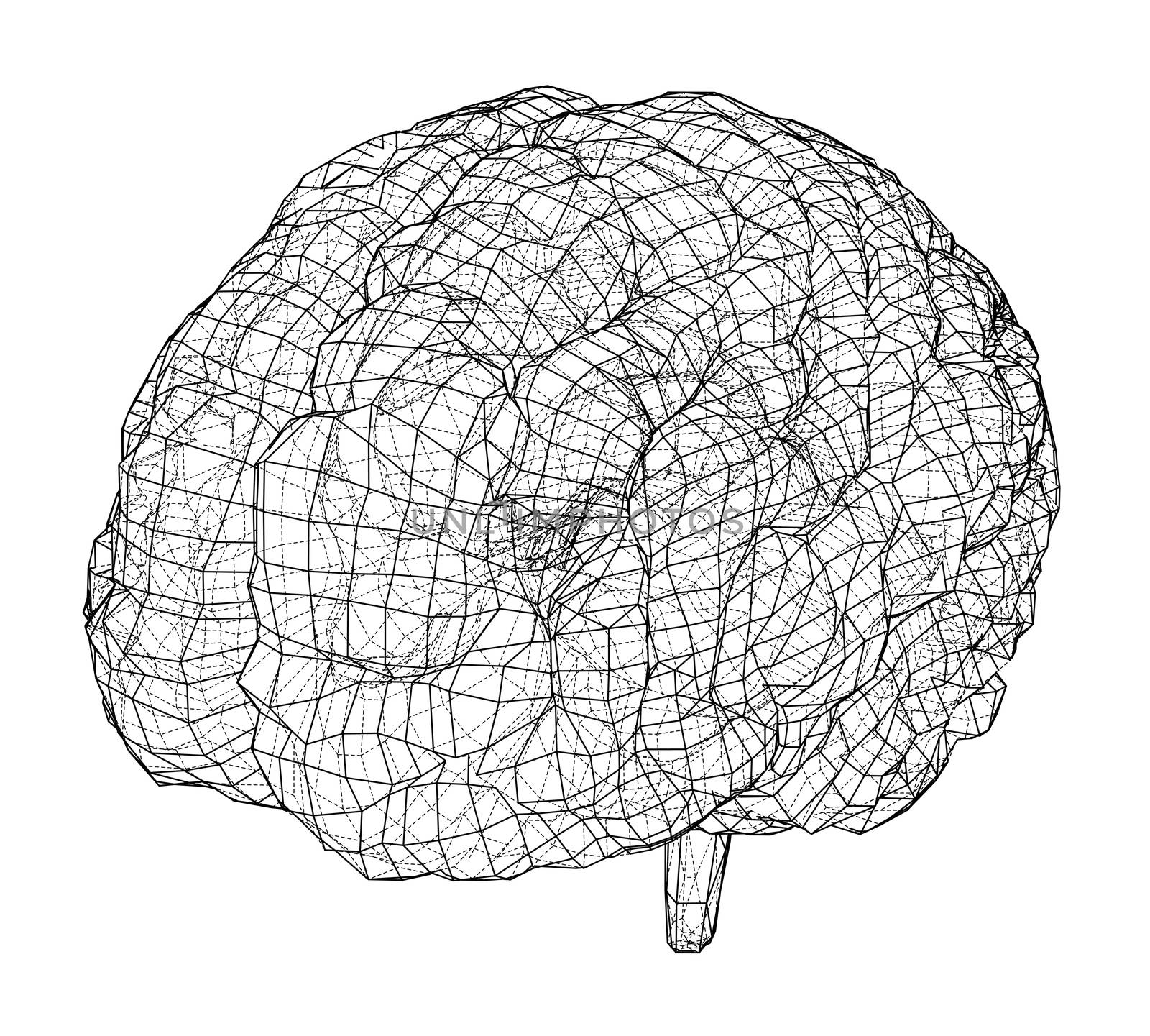 3D outline brain. Wire-frame style. 3d illustration