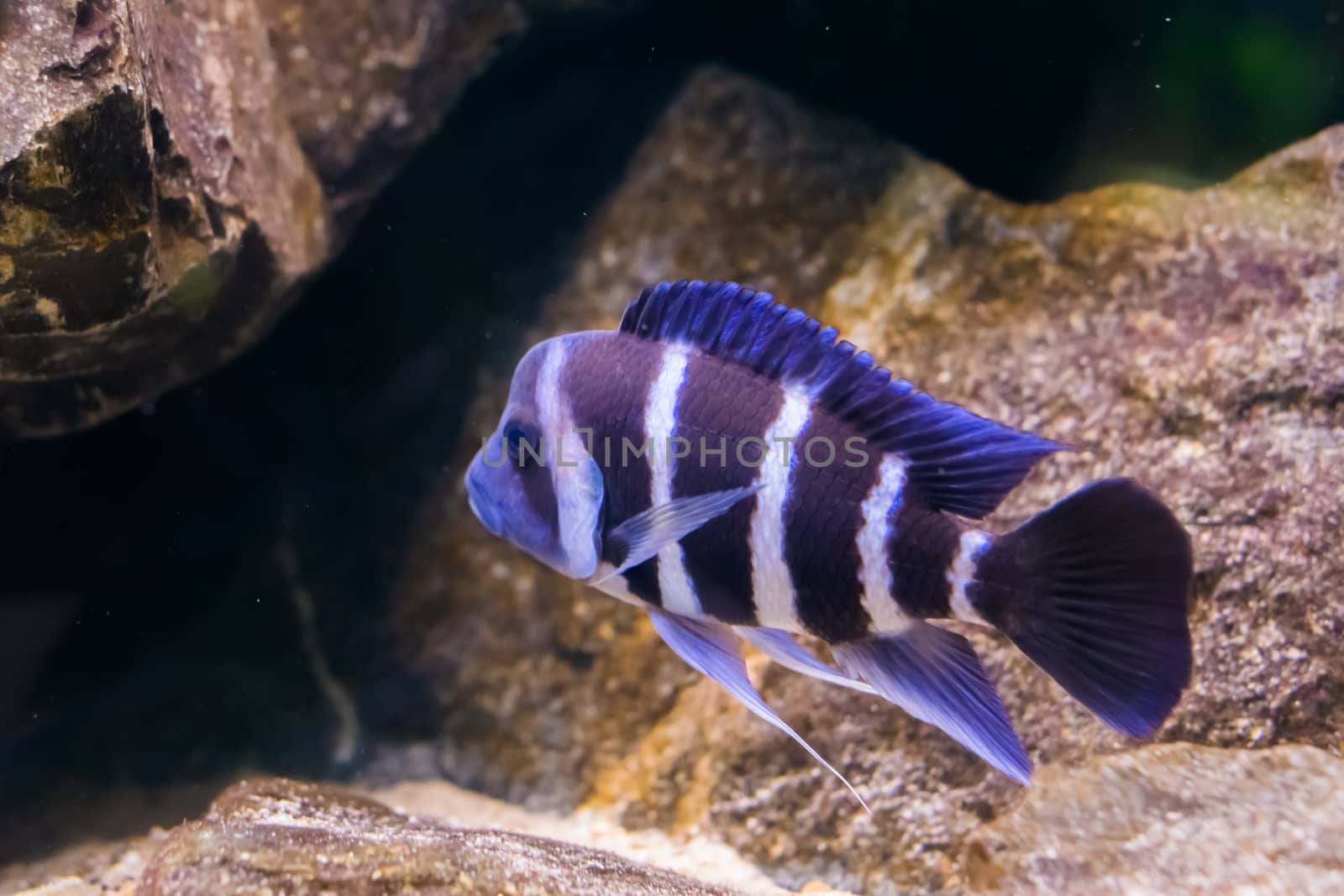 blue and white banded humphead cichlid fish in closeup, a tropical and popular aquarium pet from lake Tanganyika in Africa