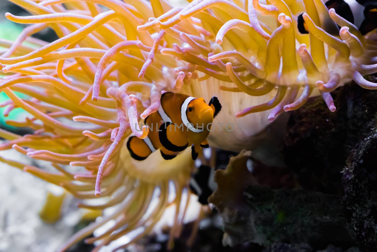 closeup of a white and orange banded percula clown fish that is hiding under a sea anemone