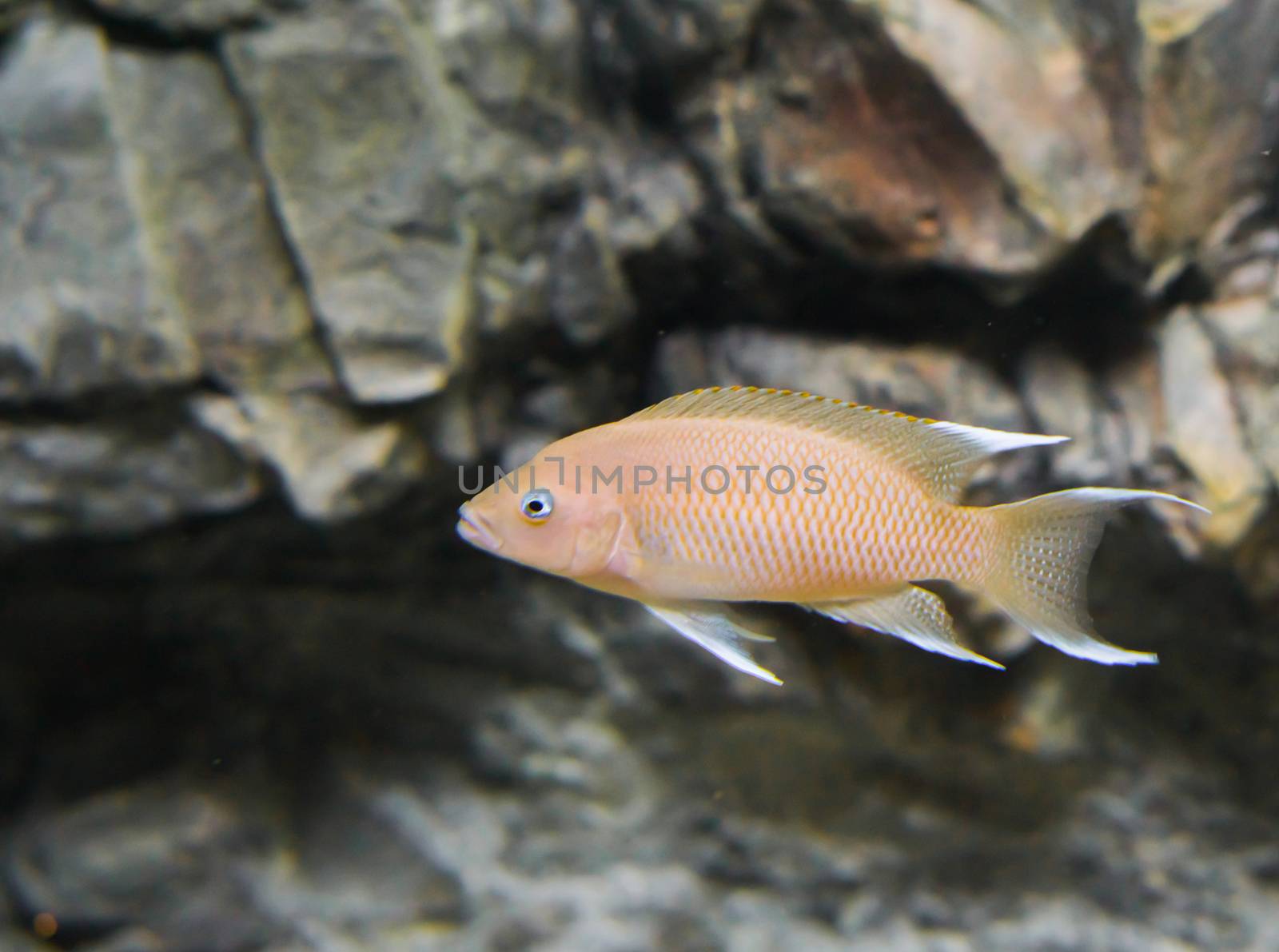 pink malawi cichlid fish in closeup, a popular tropical aquarium pet from lake malawi in Africa