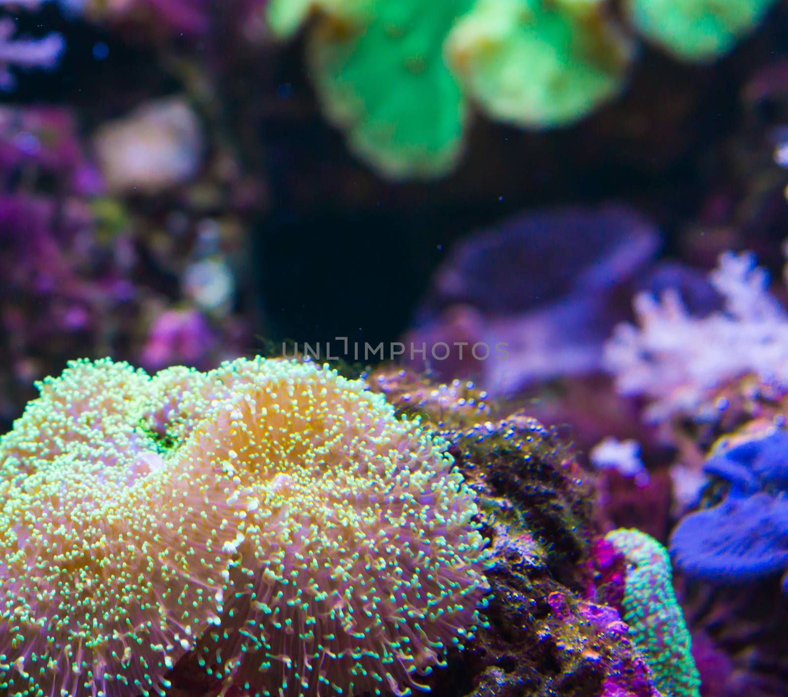 Marine life background of a a giant caribbean sea anemone on a rock by charlottebleijenberg