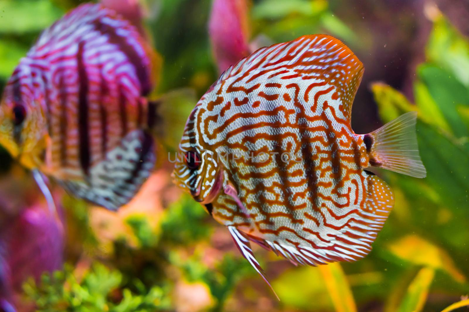 funny red turquoise discus fish in closeup with another one swimming in the background giving a mirror effect by charlottebleijenberg