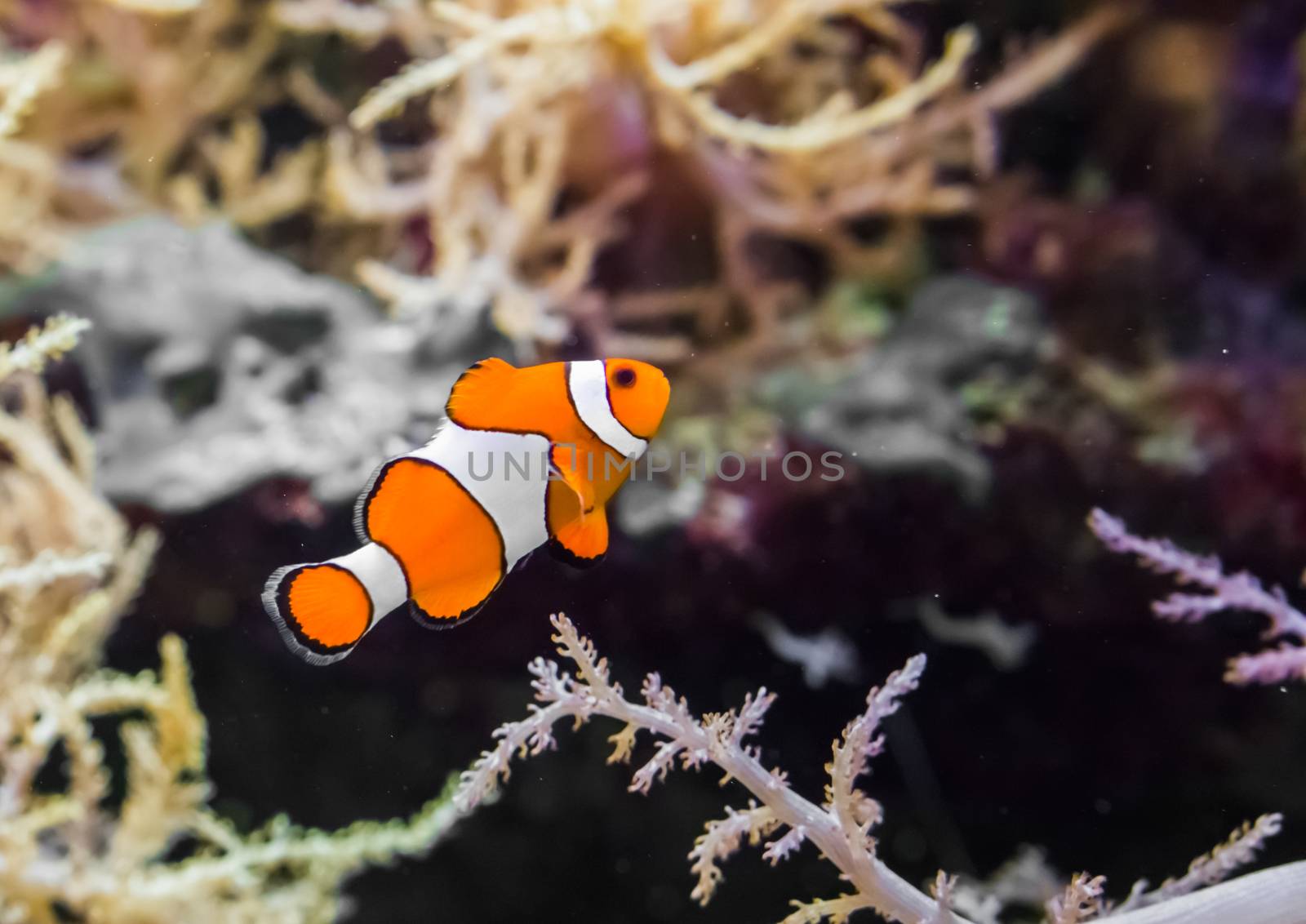 common false percula clownfish also known as clown anemonefish, swimming in the water.