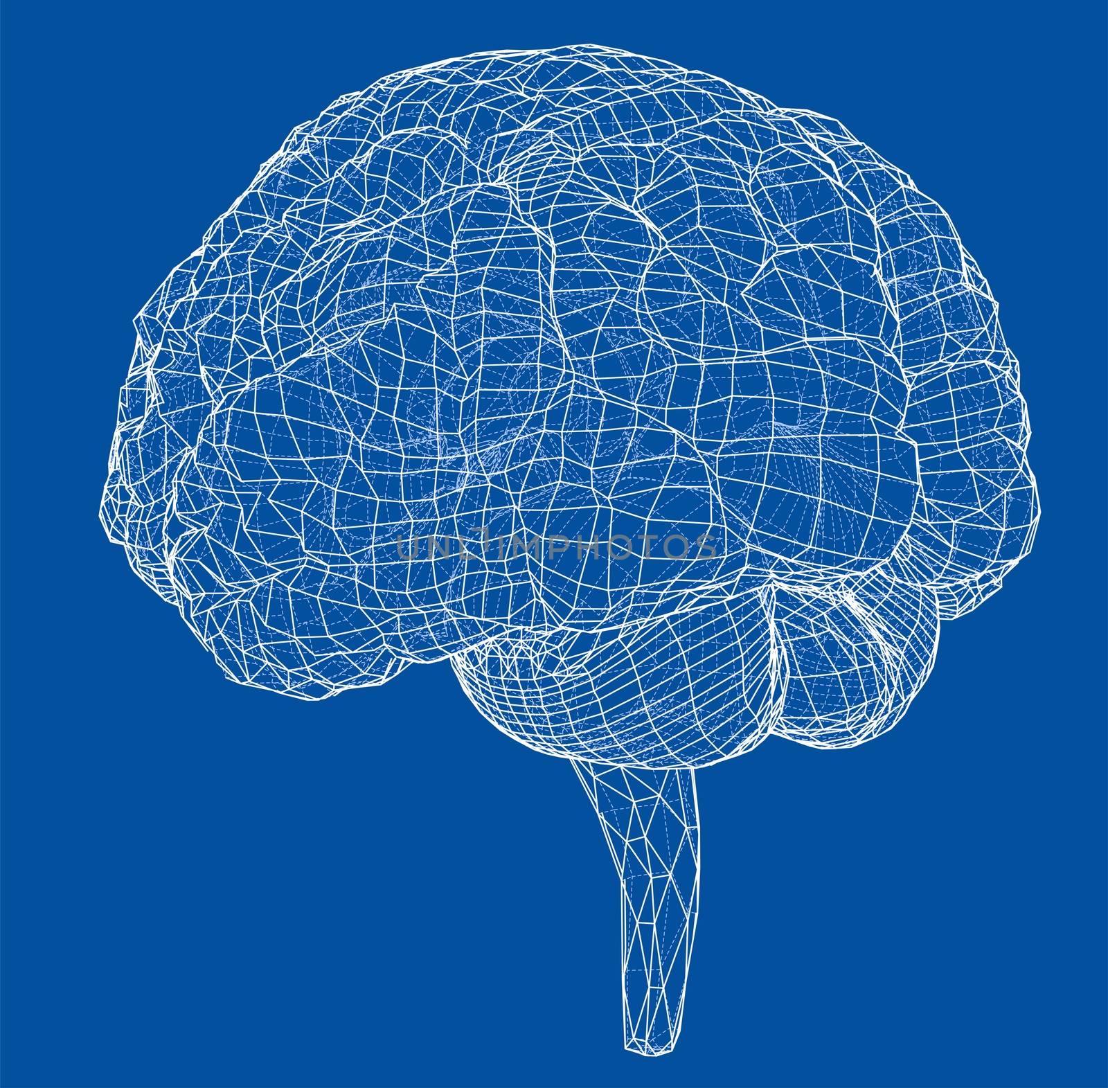 3D outline brain. Wire-frame style. 3d illustration