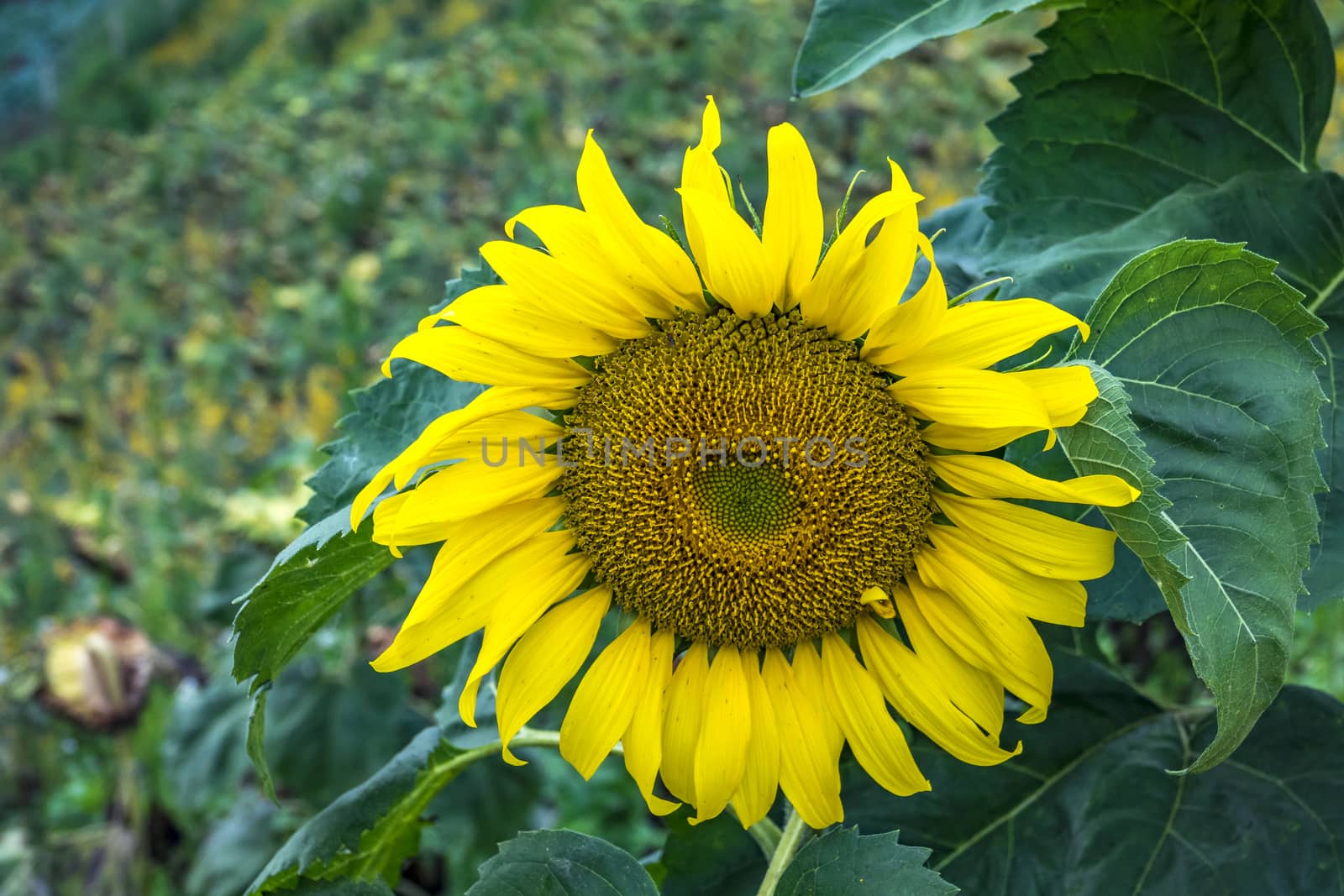 The sunflowers in Mon Cheam of Chiang Mai, Thailand.