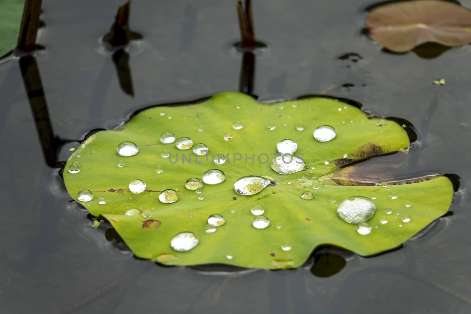 Lotus leaf with water drops by JasonYU