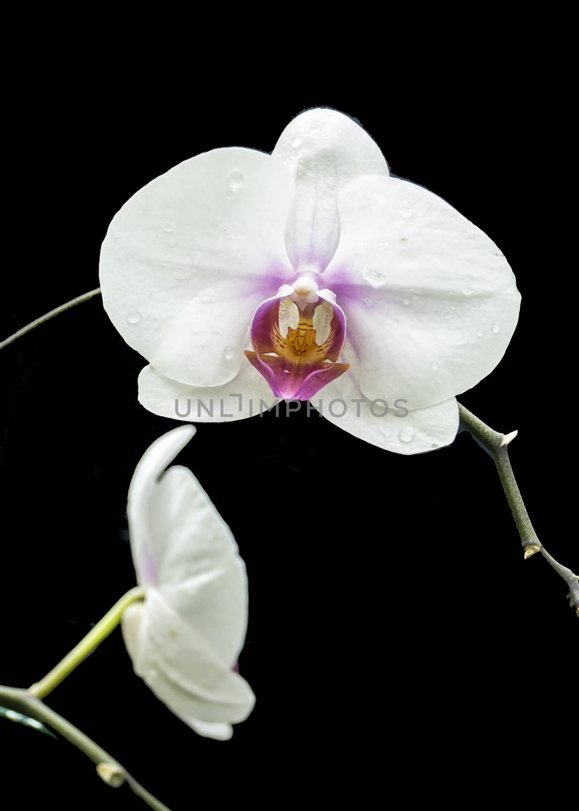 The white orchid in Queen Sirikit Botanic Garden of Chiang Mai, Thailand.