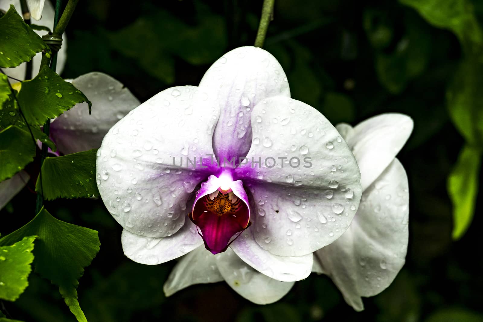 The white orchid in Queen Sirikit Botanic Garden of Chiang Mai, Thailand.