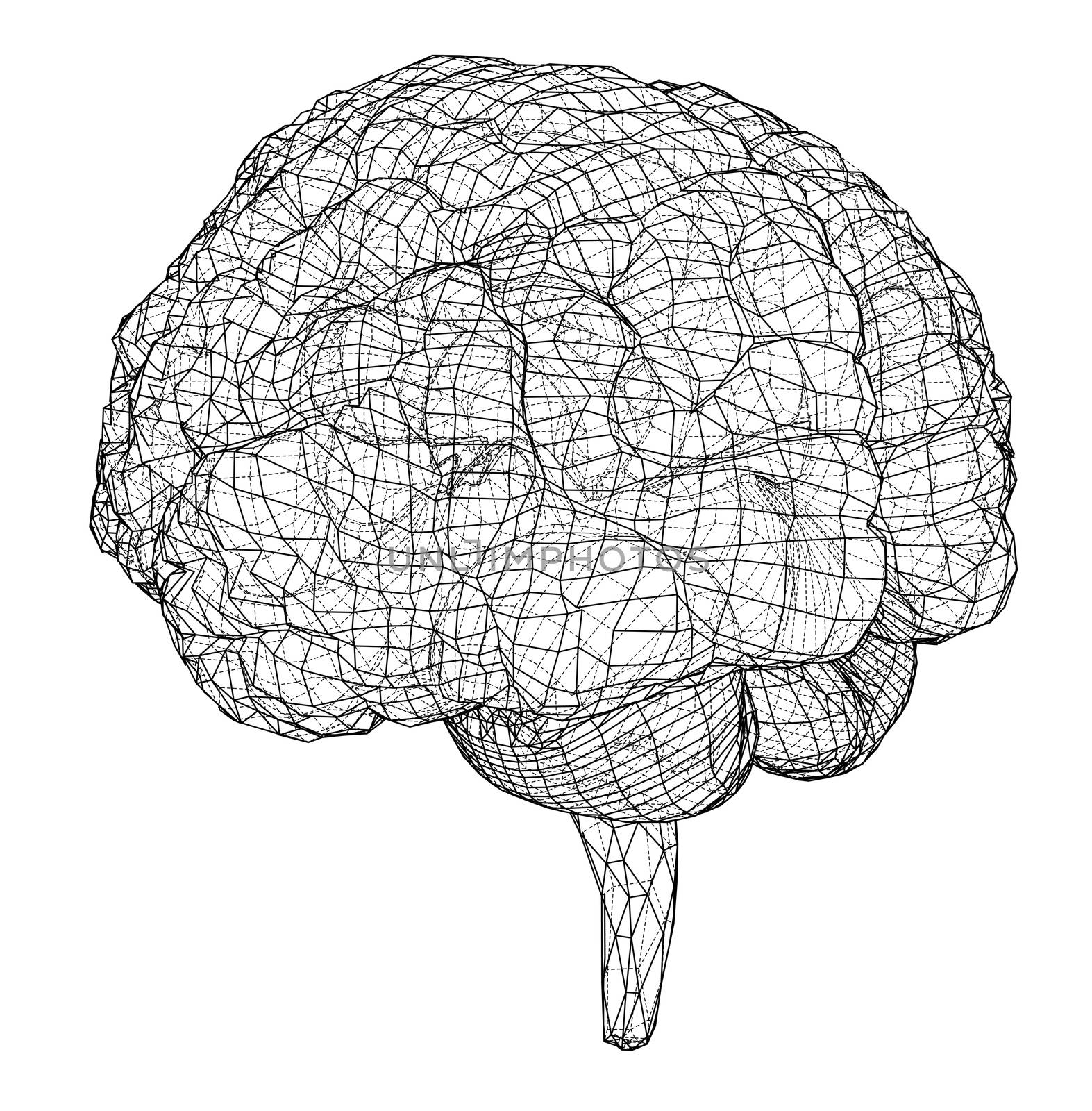 3D outline brain. Wire-frame style. 3d illustration