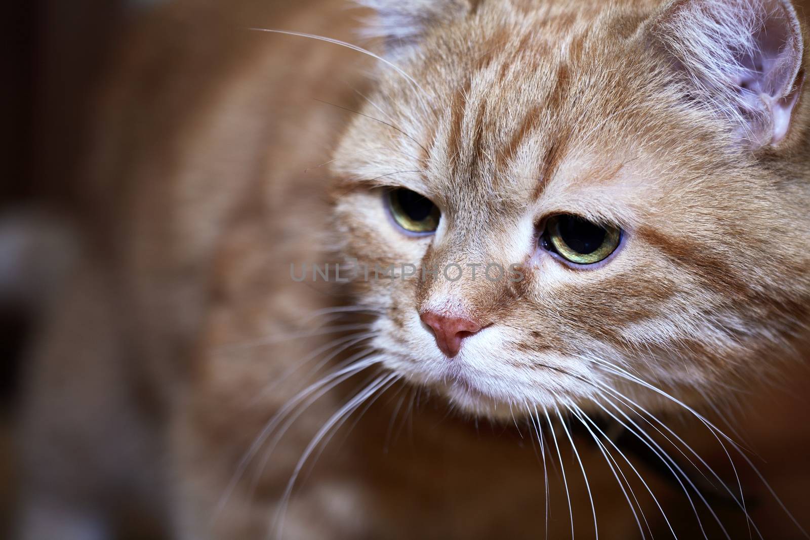 My ginger cat portrait against dark background