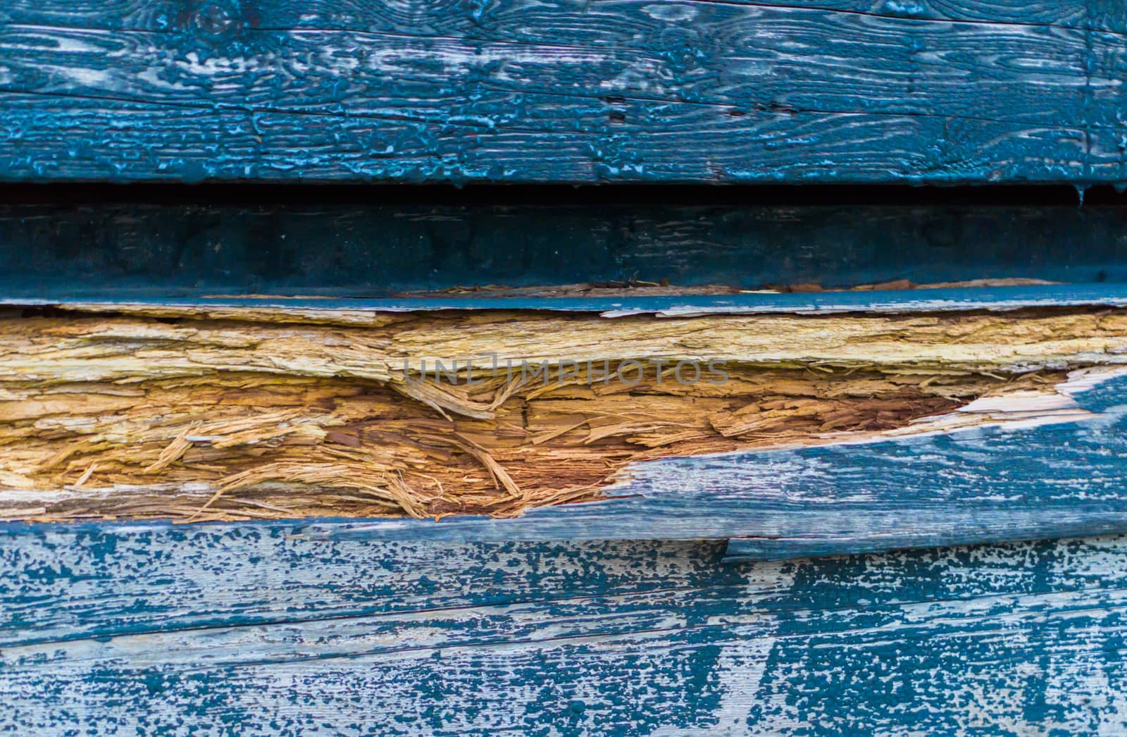 damaged splintered wood in the color blue in macro closeup, a natural wooden background texture.