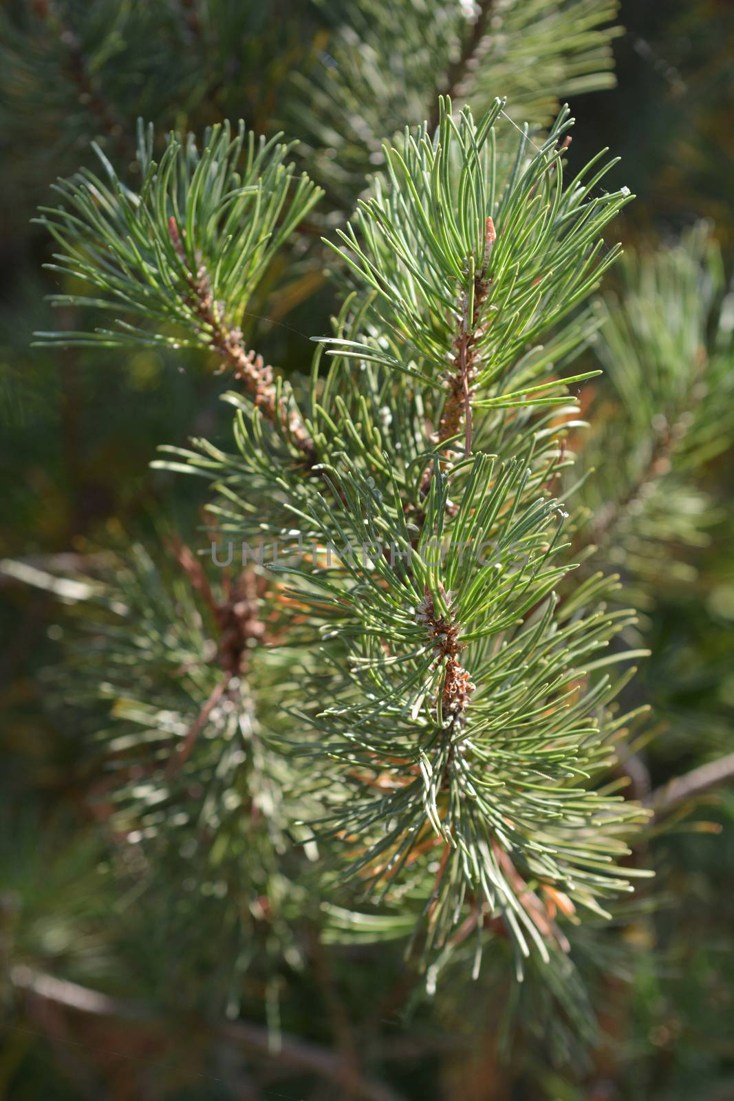 Dwarf mountain pine - Latin name - Pinus mugo