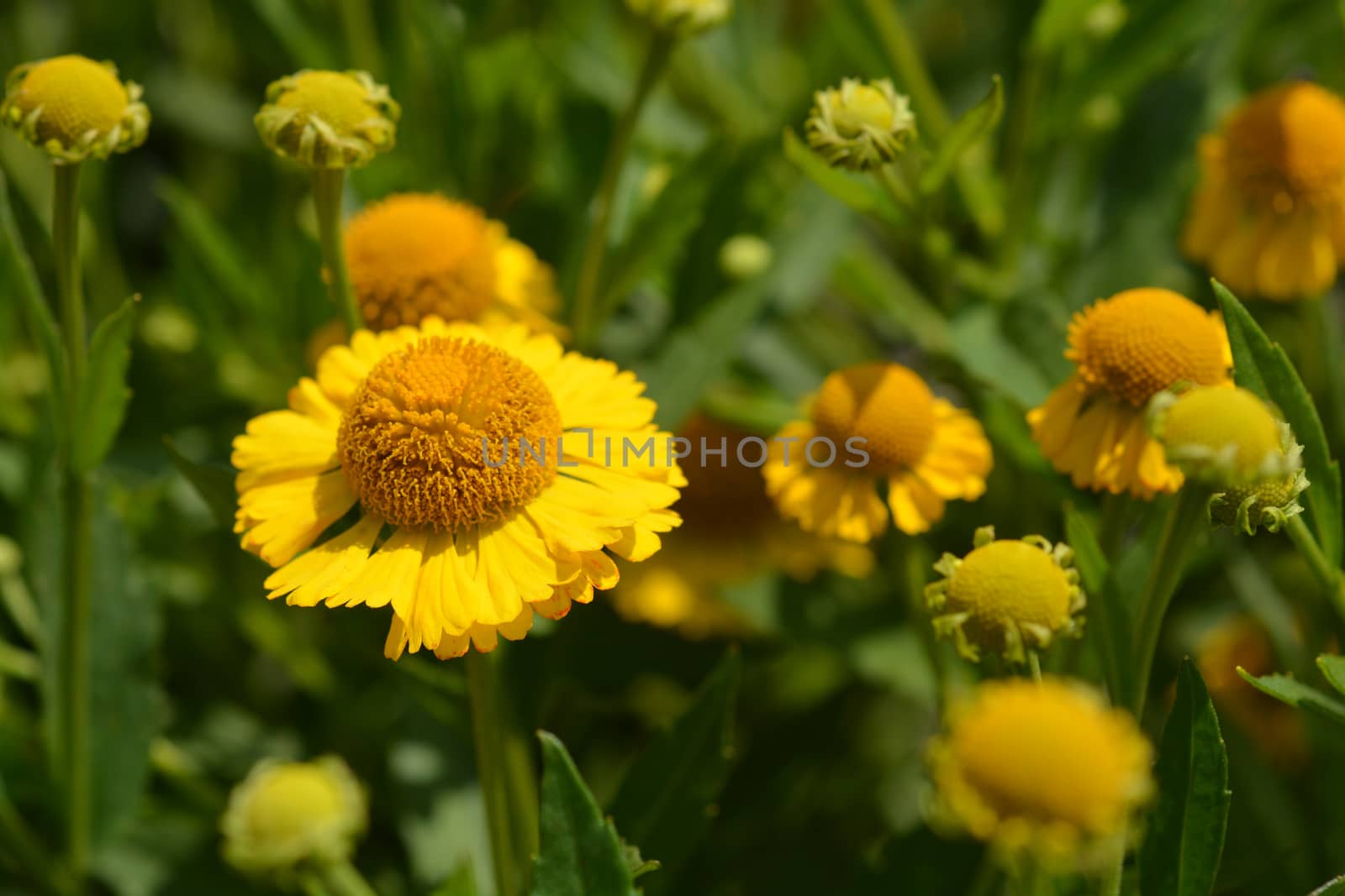 Common sneezeweed by nahhan