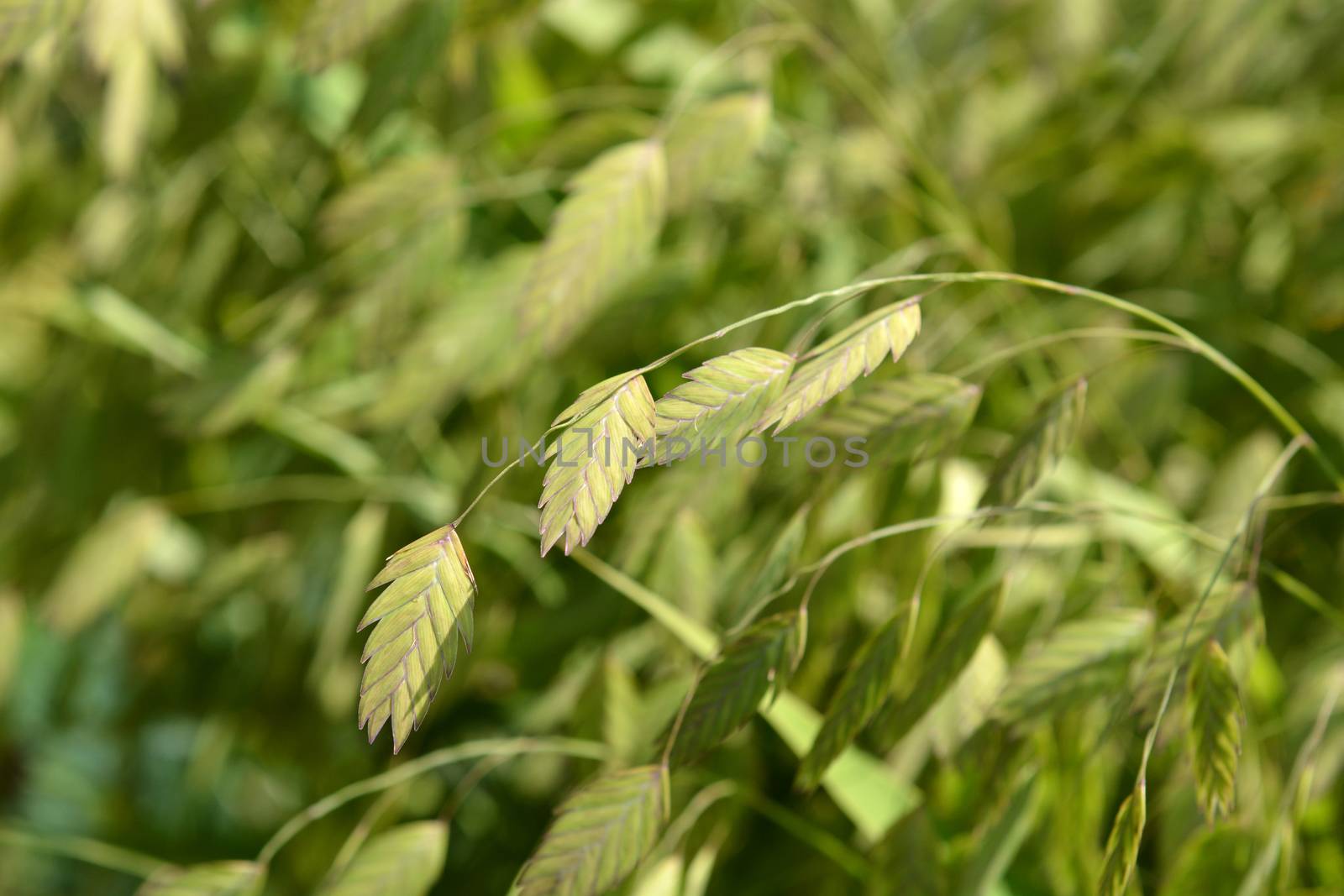 Northern Sea Oats - Latin name - Chasmanthium latifolium