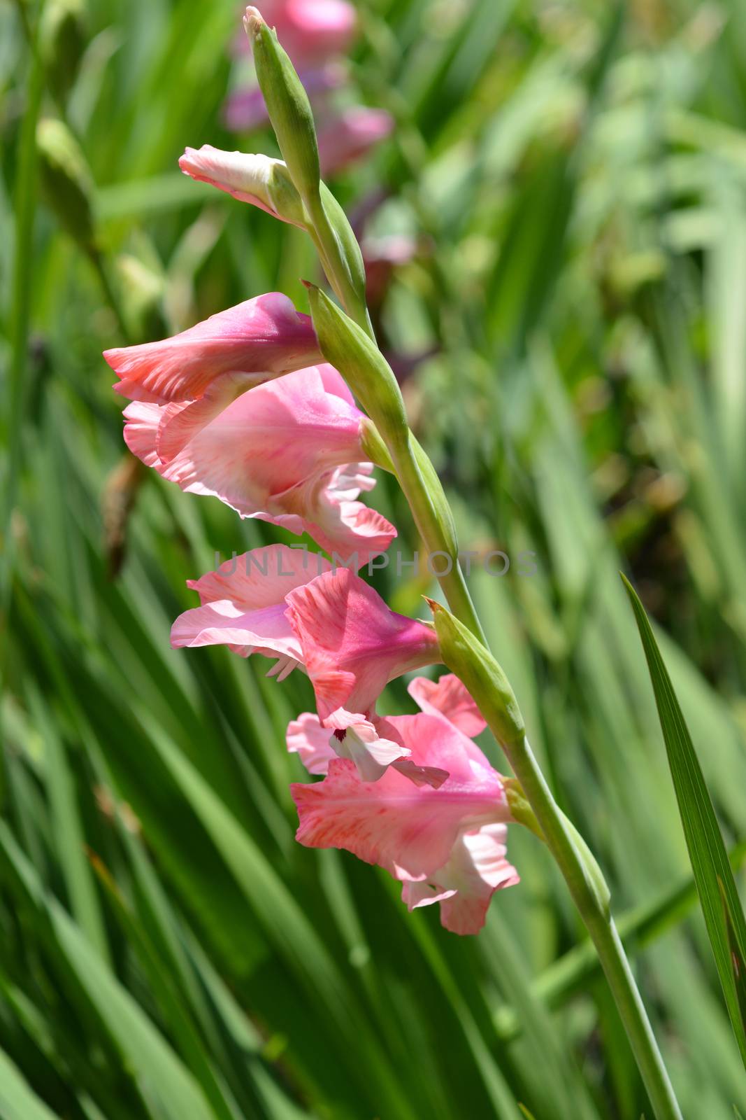 Pink Hybrid Gladiola - Latin name - Gladiolus x gandavensis