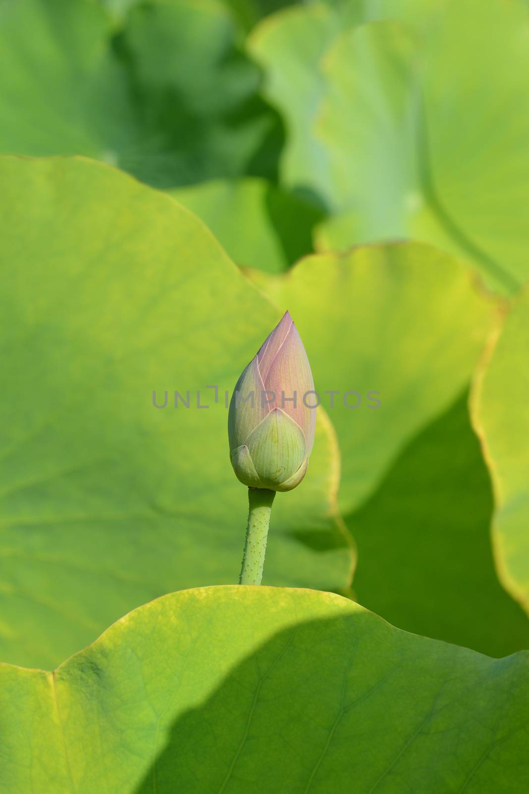 Sacred lotus flower bud - Latin name - Nelumbo nucifera