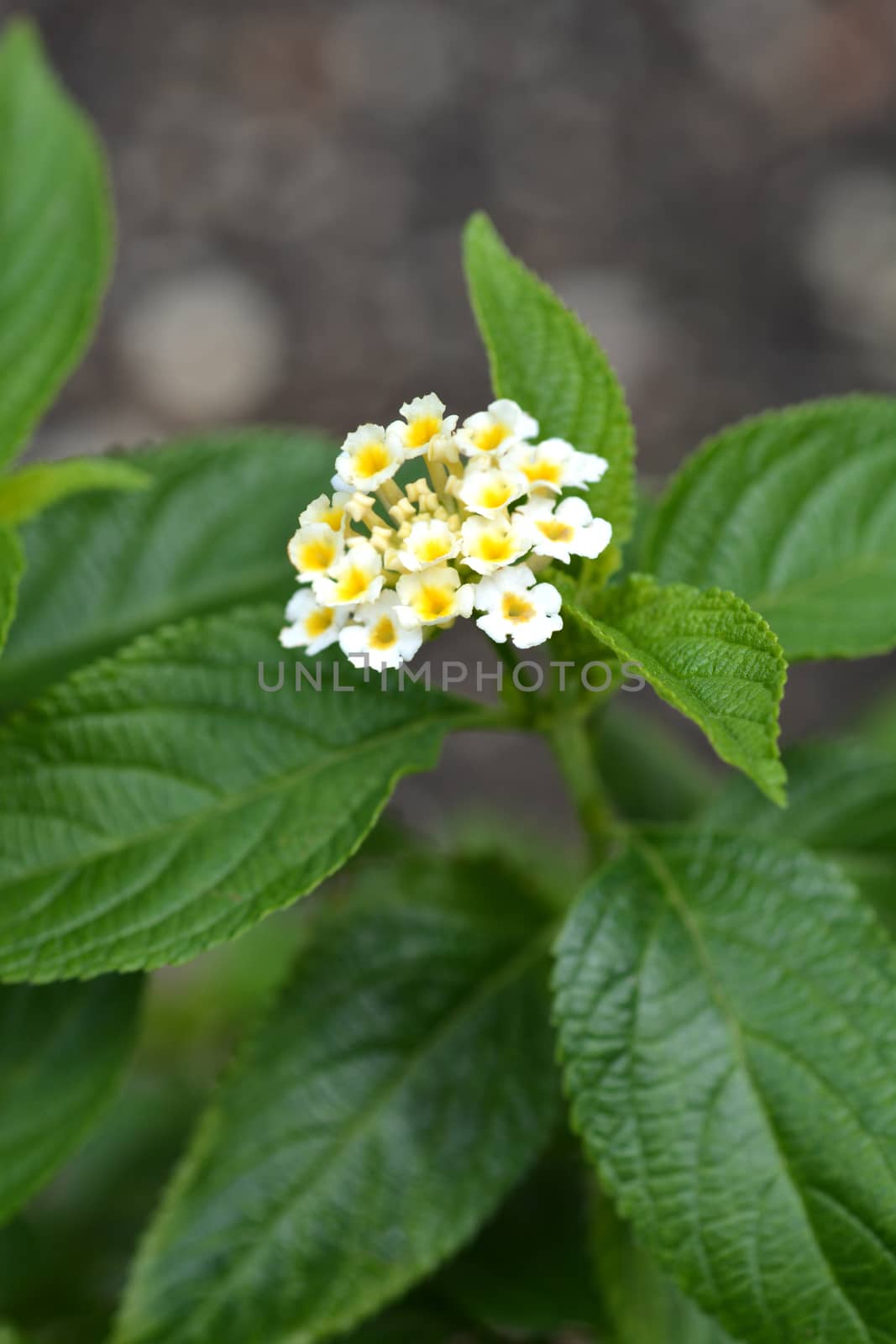 Shrub verbena white flower close up - Latin name - Lantana camara