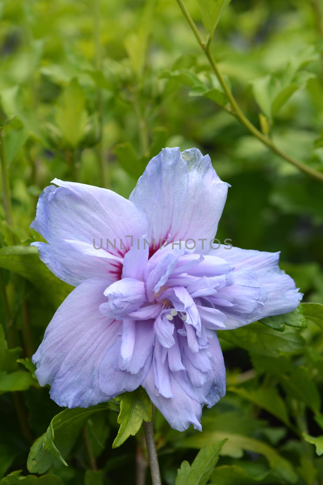 Rose Of Sharon Blue Chiffon by nahhan