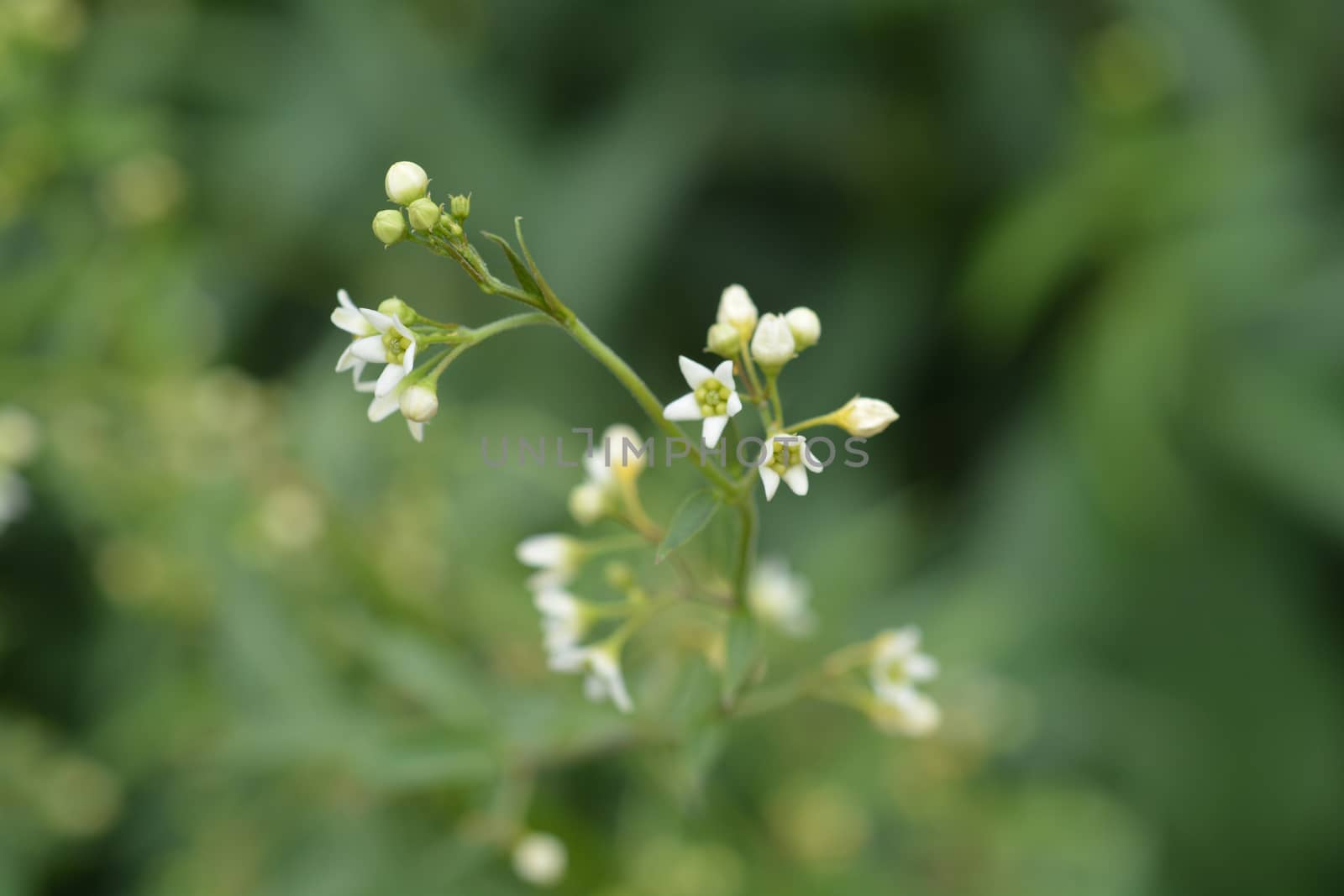 White swallow-wort by nahhan