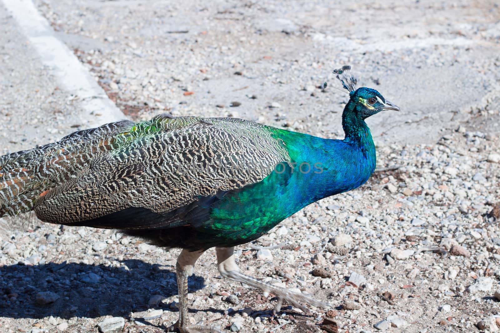 Colorful blue multicolored peacock walking on sandy rocks by VeraVerano